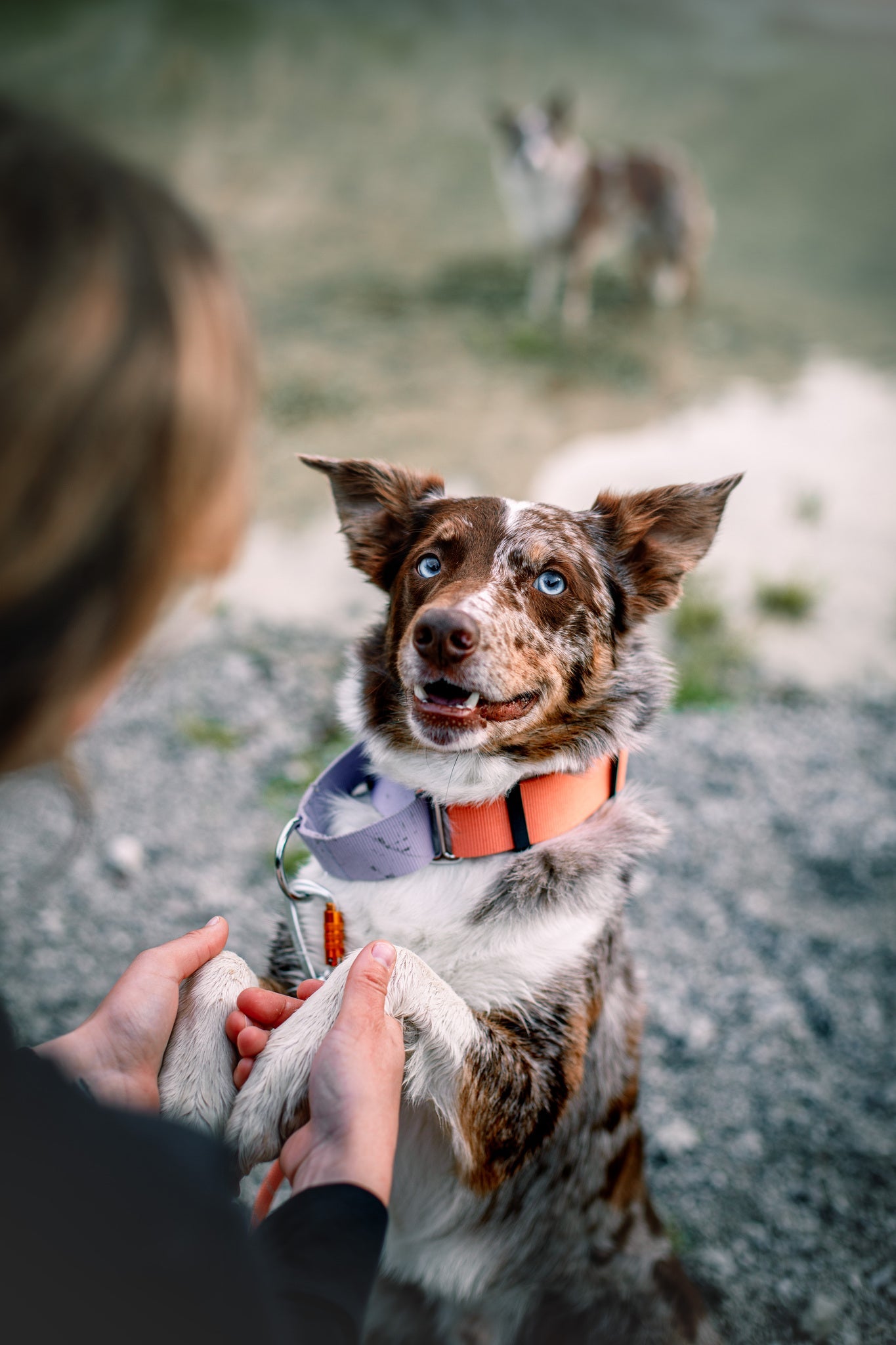 A brown and white dog with blue eyes and a salmon pink Color Block Martingale Dog Collar sits upright, offering its paw to a person. Another similar dog stands blurred in the background near water.