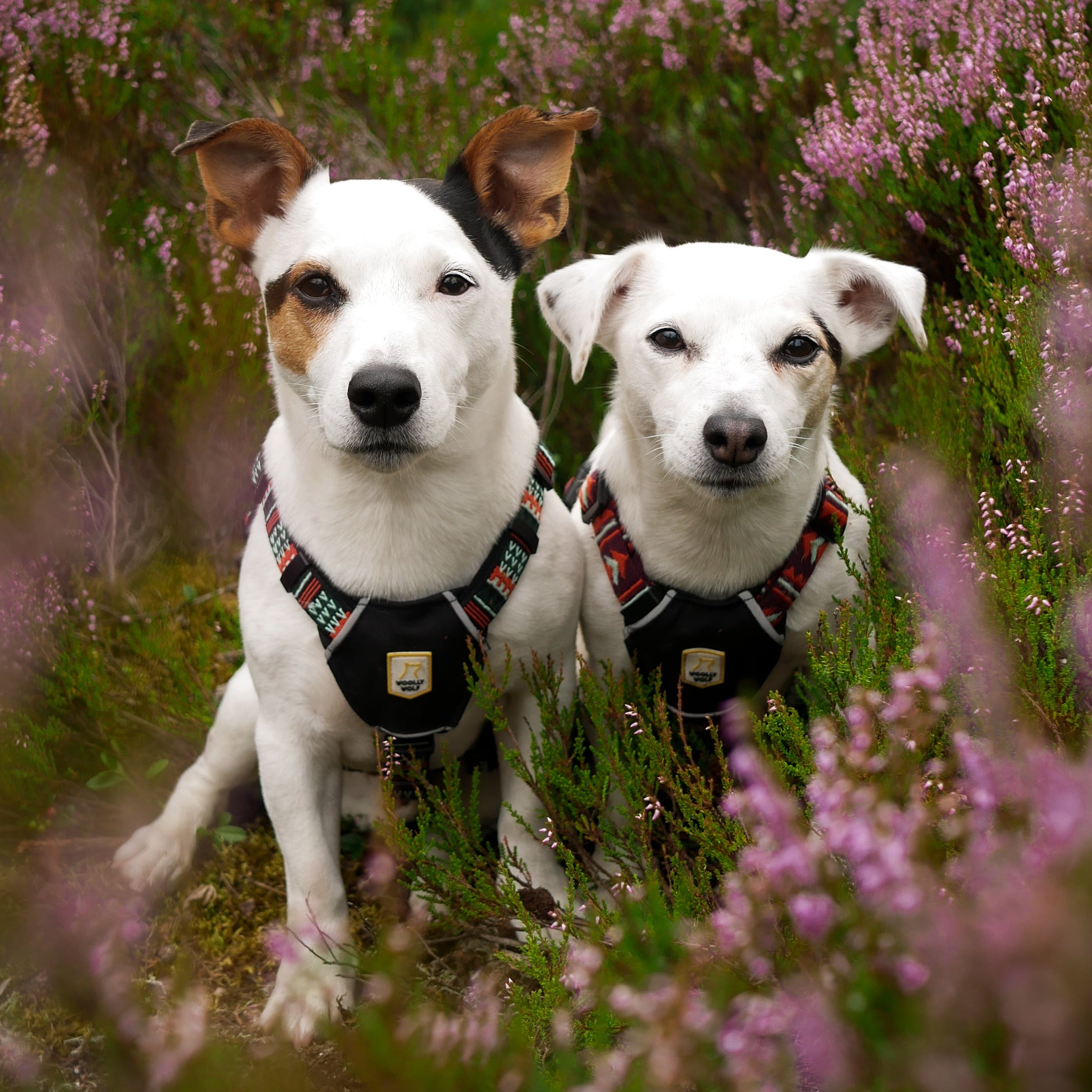 Two small white dogs with harnesses sit among pink and green flowering plants outdoors.