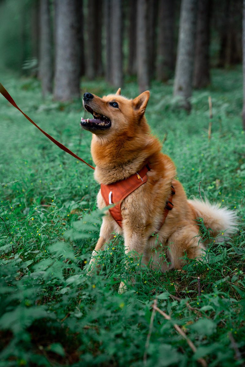 A fluffy brown dog wears the Roam Dog Harness Terracotta while sitting on green grass in a forest, looking up with its mouth open and tongue out. A leash is attached, and tall trees can be seen in the background.