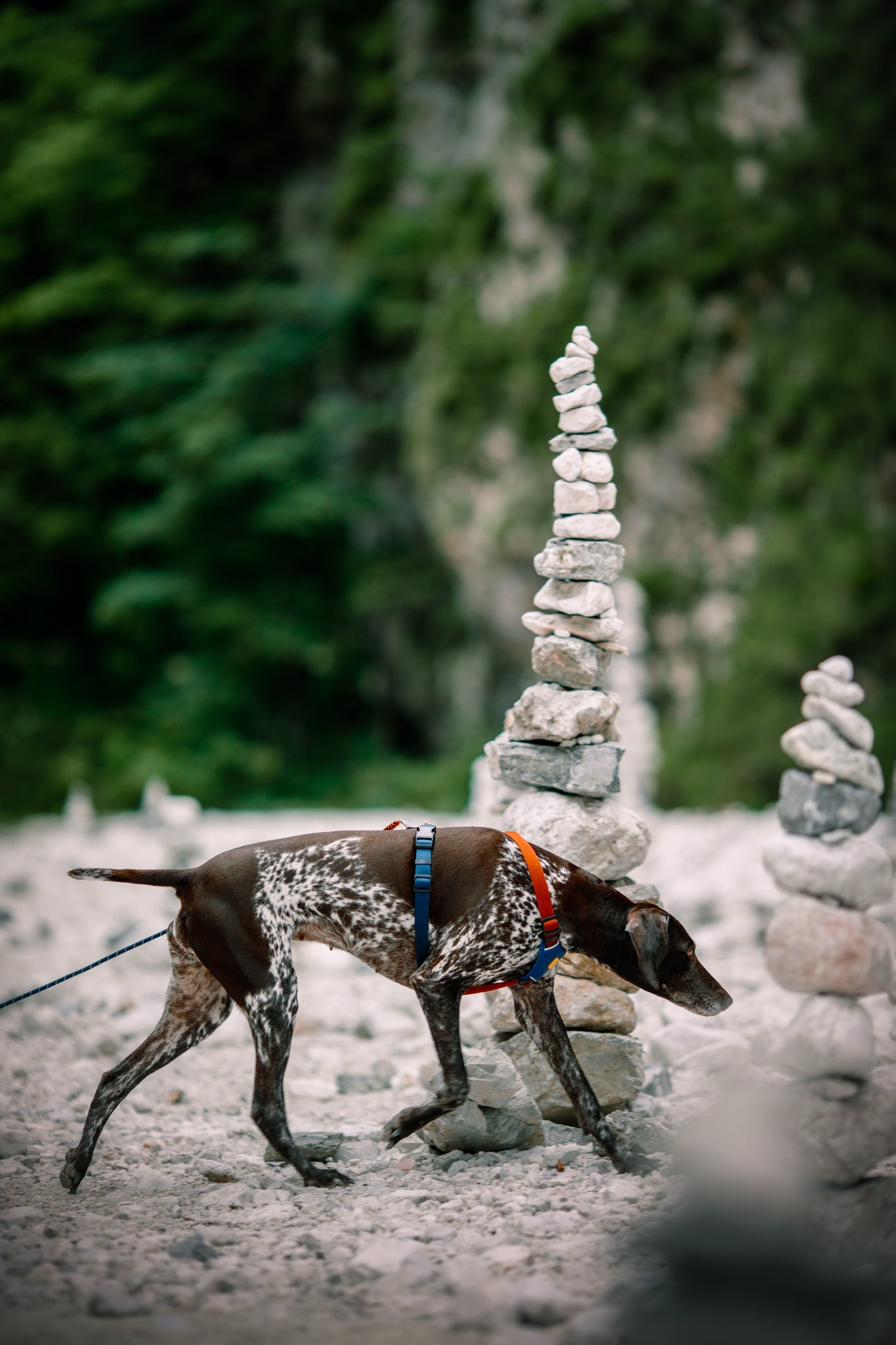 A dog on a Rope Dog Leash Thin Deep Teal sniffs the ground among stacked stone cairns in a rocky outdoor area with blurred greenery in the background.