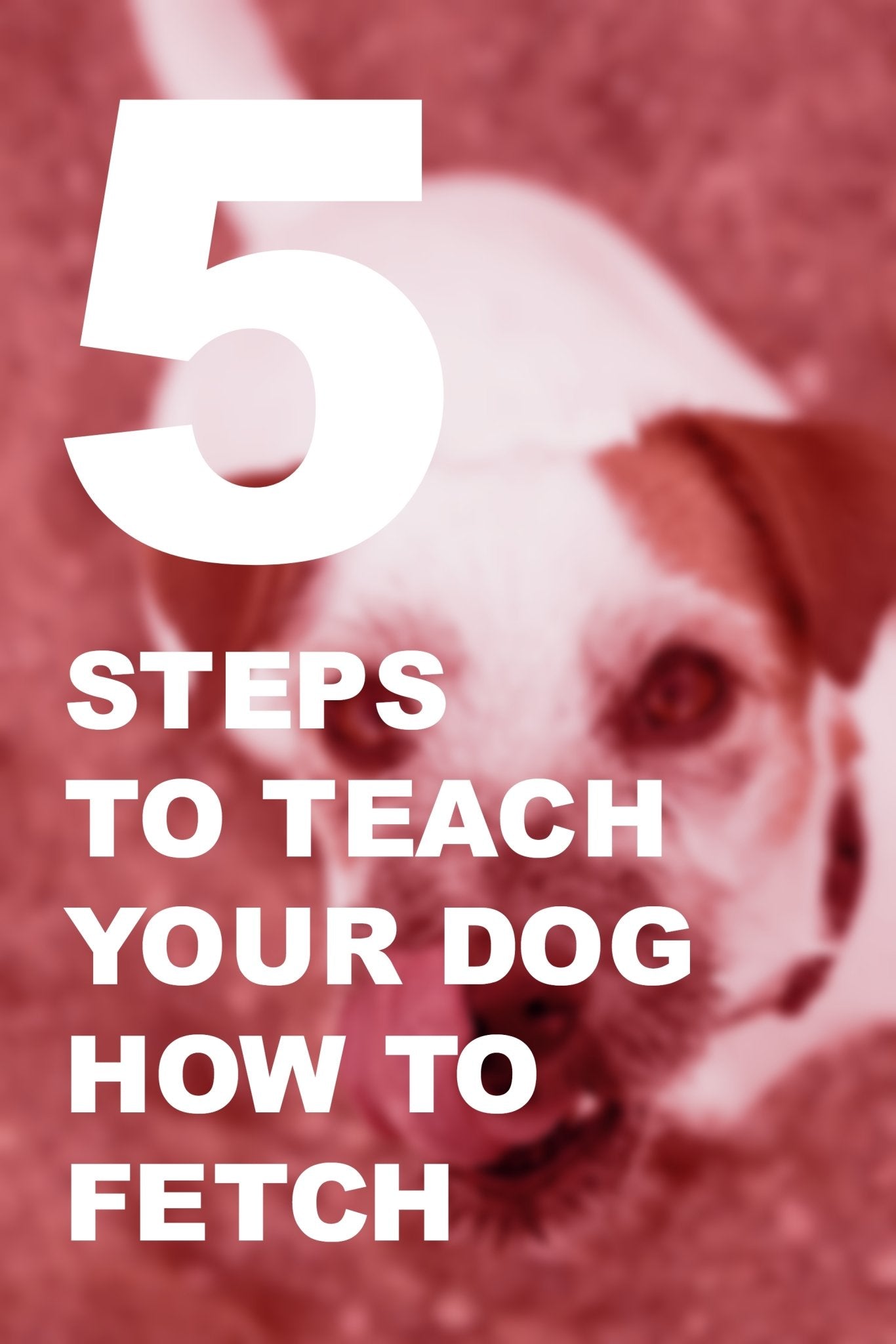 5 Steps to Teach Your Dog How to Fetch - Woolly Wolf