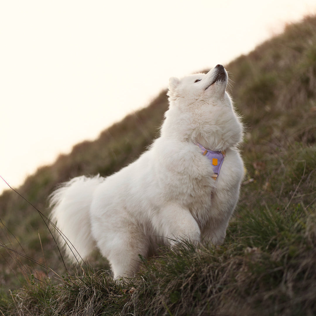 Two dogs wearing harnesses
