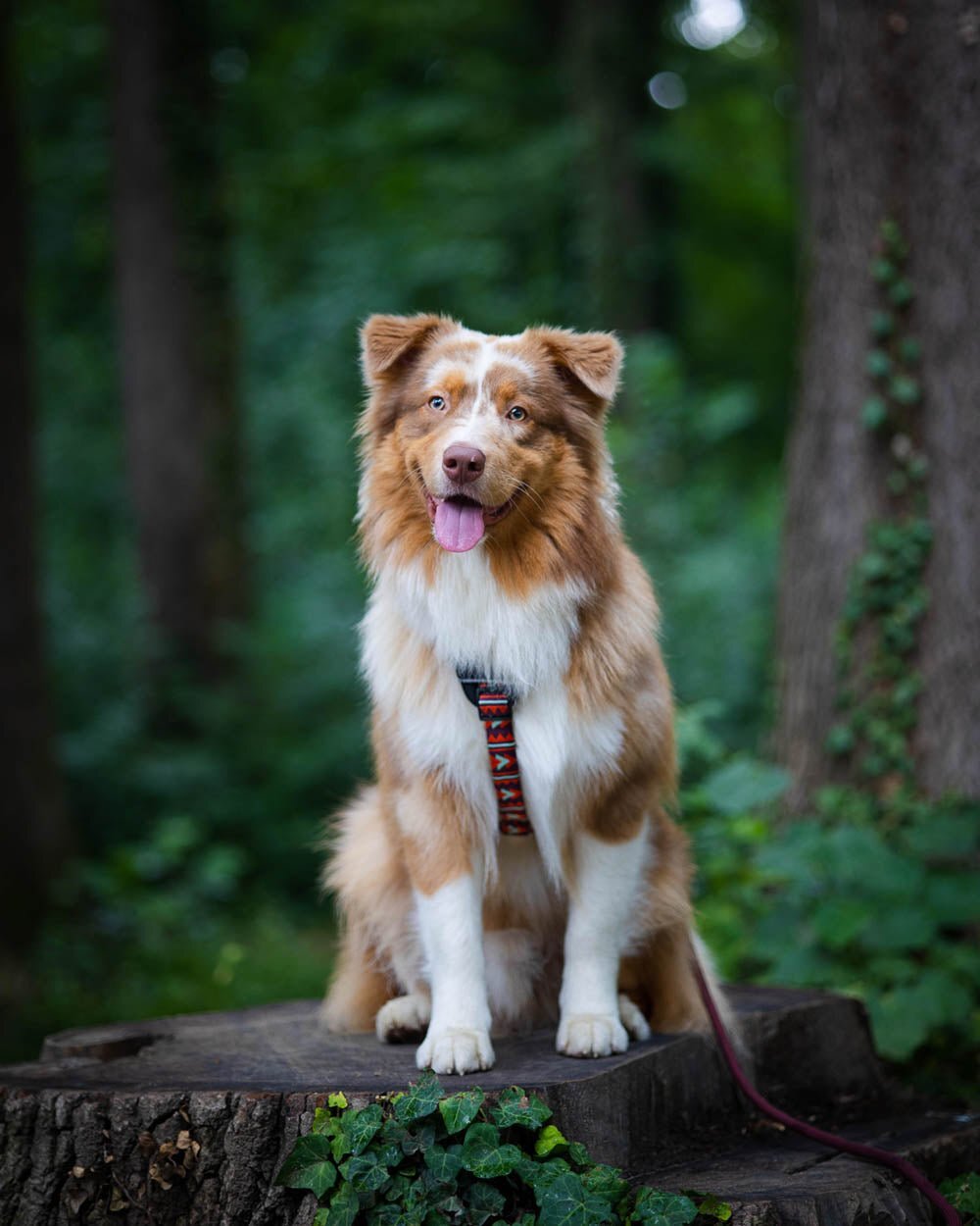 A brown and white dog with blue eyes stands on a wooden dock, wearing a blue harness and leash.