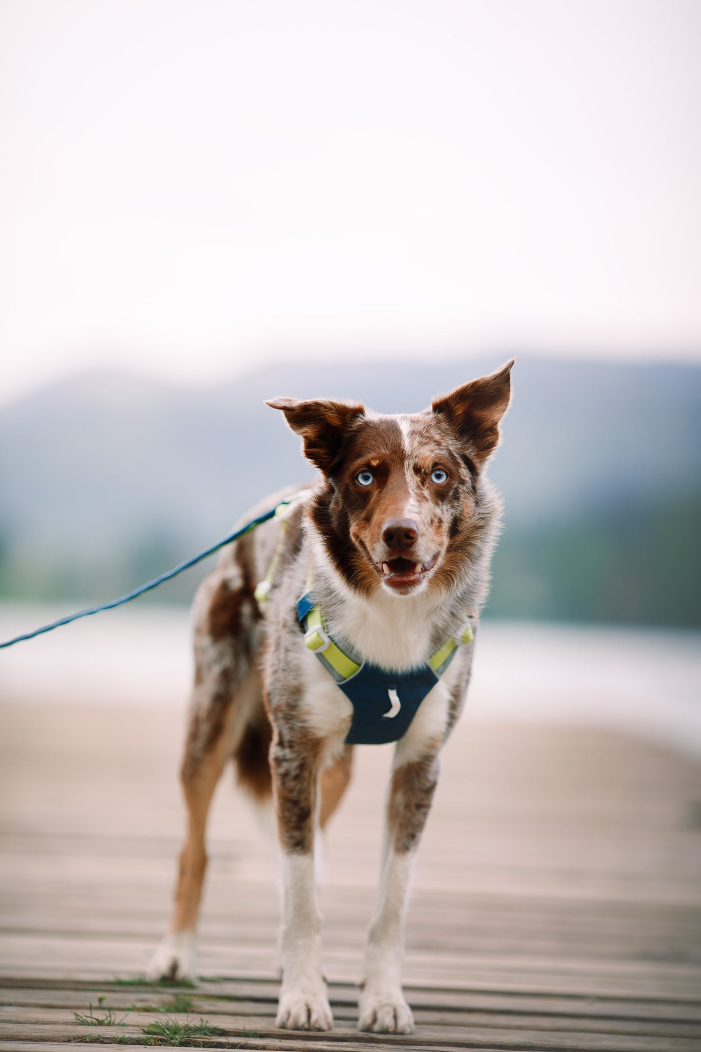 A brown and white dog on a leash stands on a wooden dock, looking alert with ears perked up.