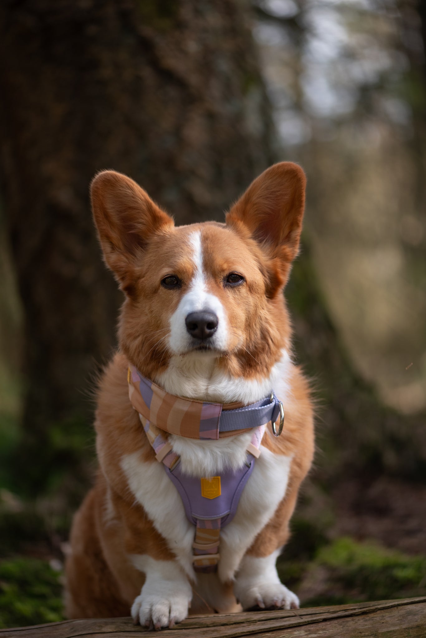 White and brown dog wearing a blue and brown collar, sitting outdoors with blurred autumn foliage in the background.