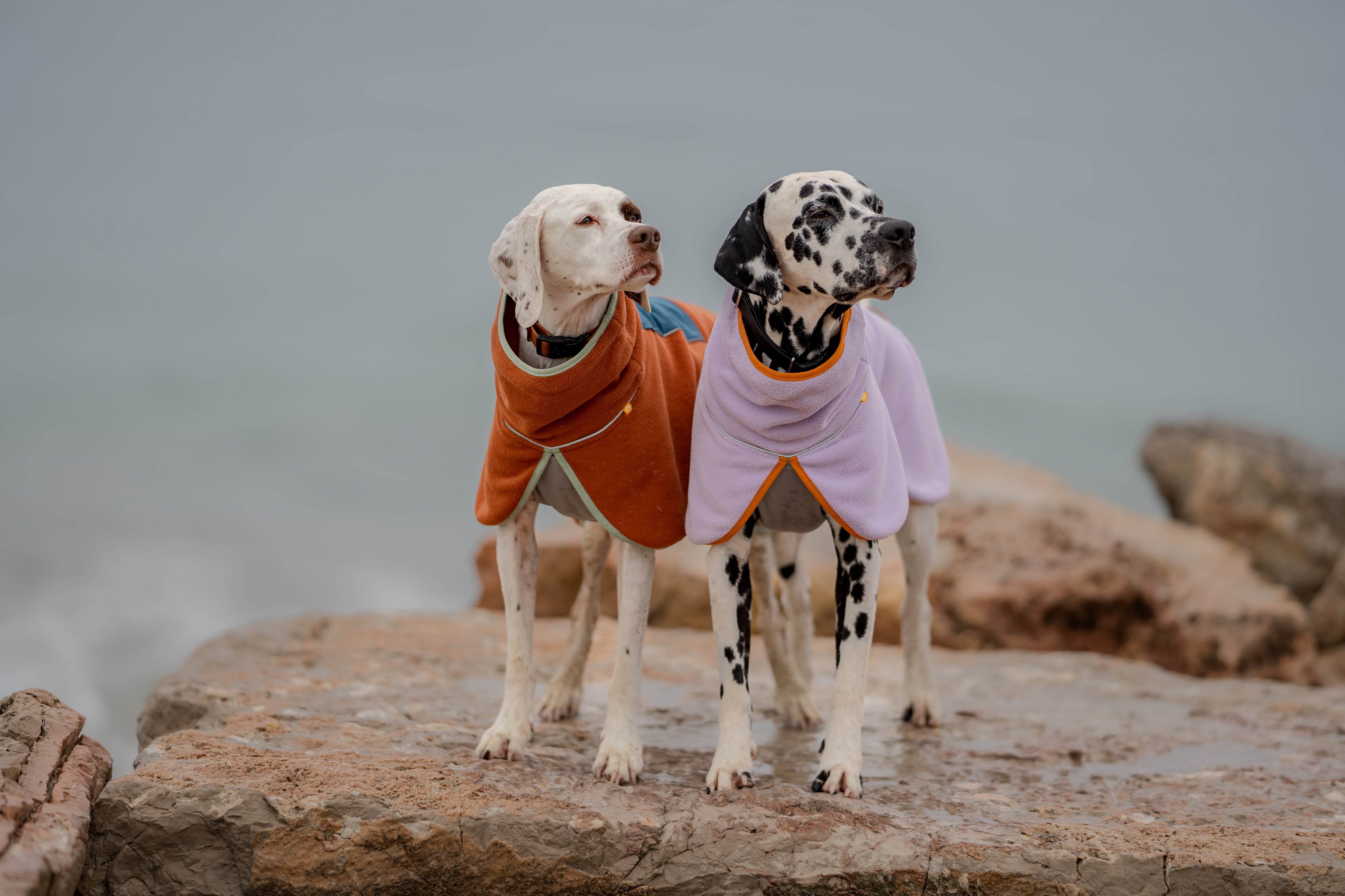 Two Dalmatians in colorful coats stand side by side on rocky ground near water, looking in opposite directions.