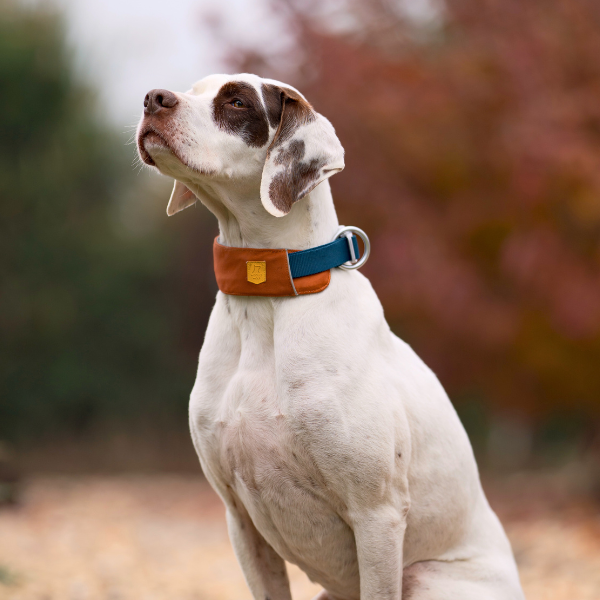 White dog with brown spots wearing a blue and brown collar, sitting outdoors with blurred autumn trees behind.