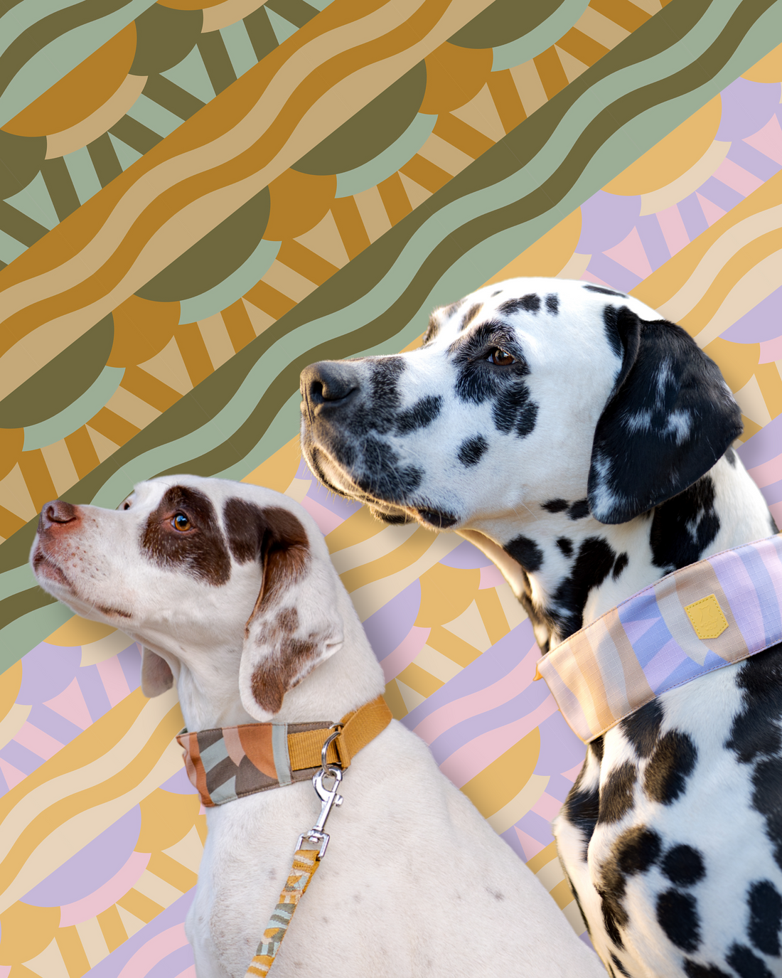 Two dogs wearing harnesses