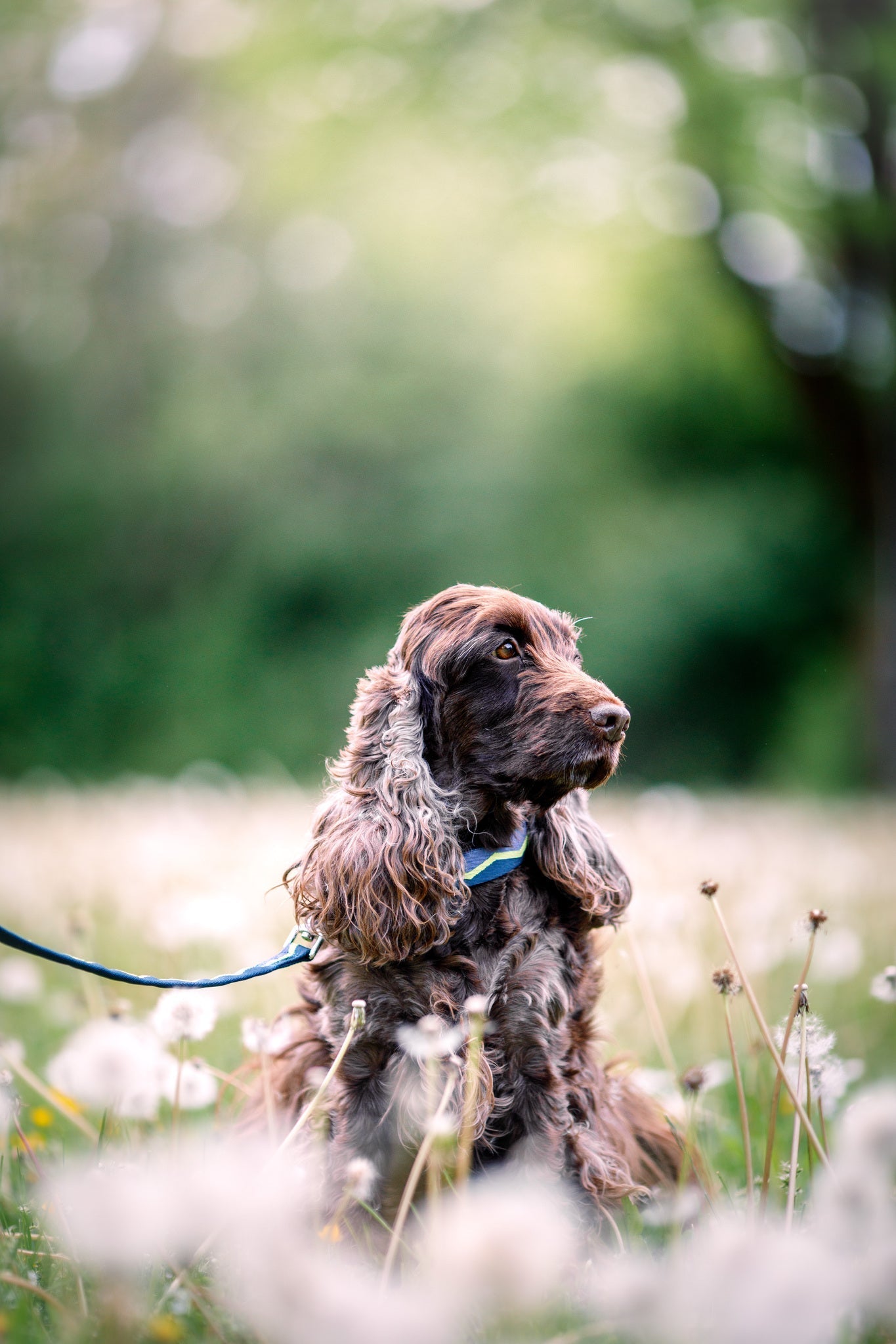 Brown and tan cocker spaniel on a blue leash sits in a field of dandelions with a blurred green background.