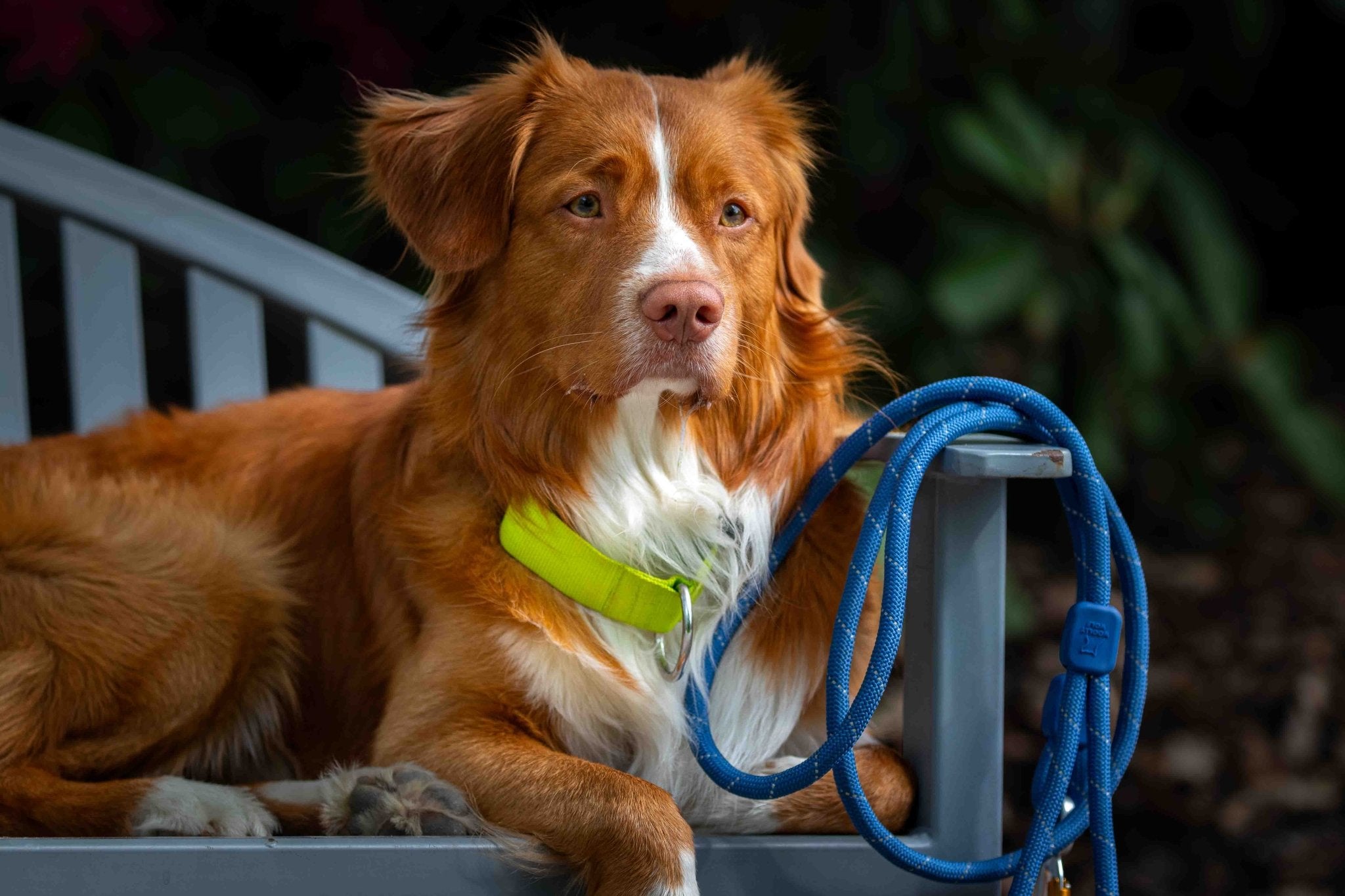 Rope Dog Leashes - Woolly Wolf