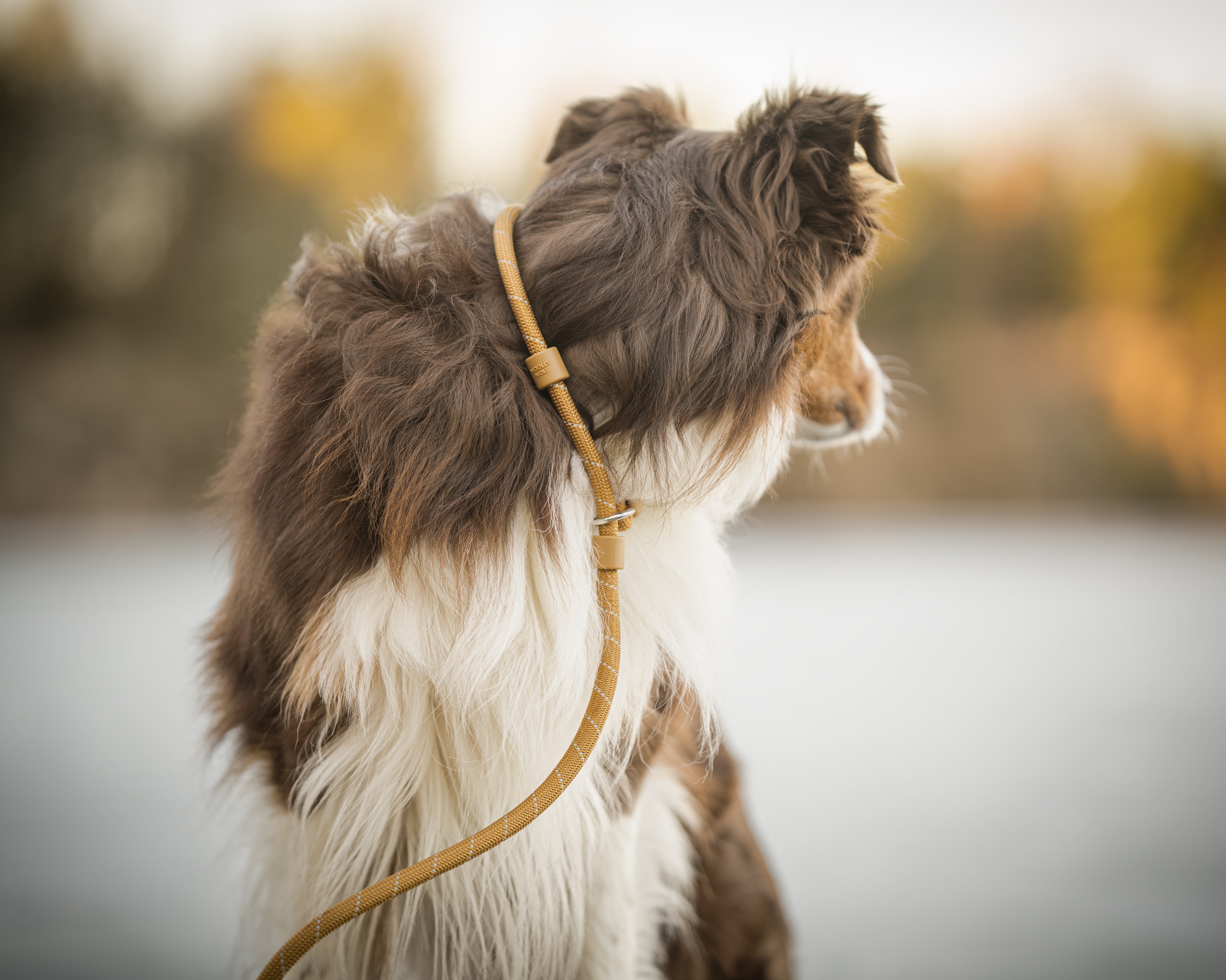 Rope Dog Leashes - Woolly Wolf