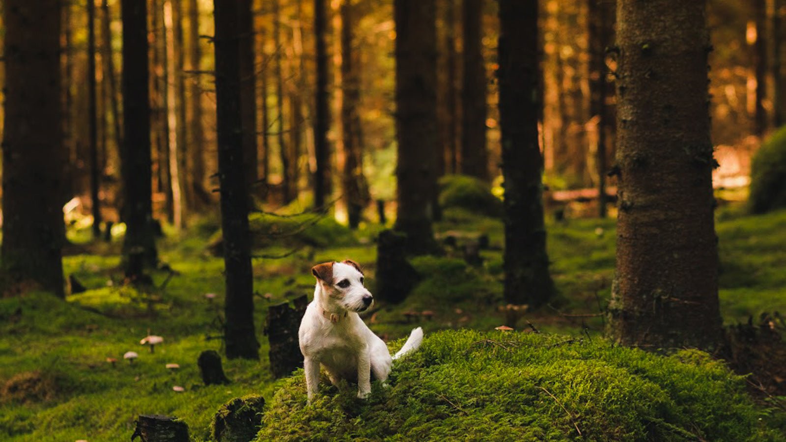 Woodland - Woolly Wolf