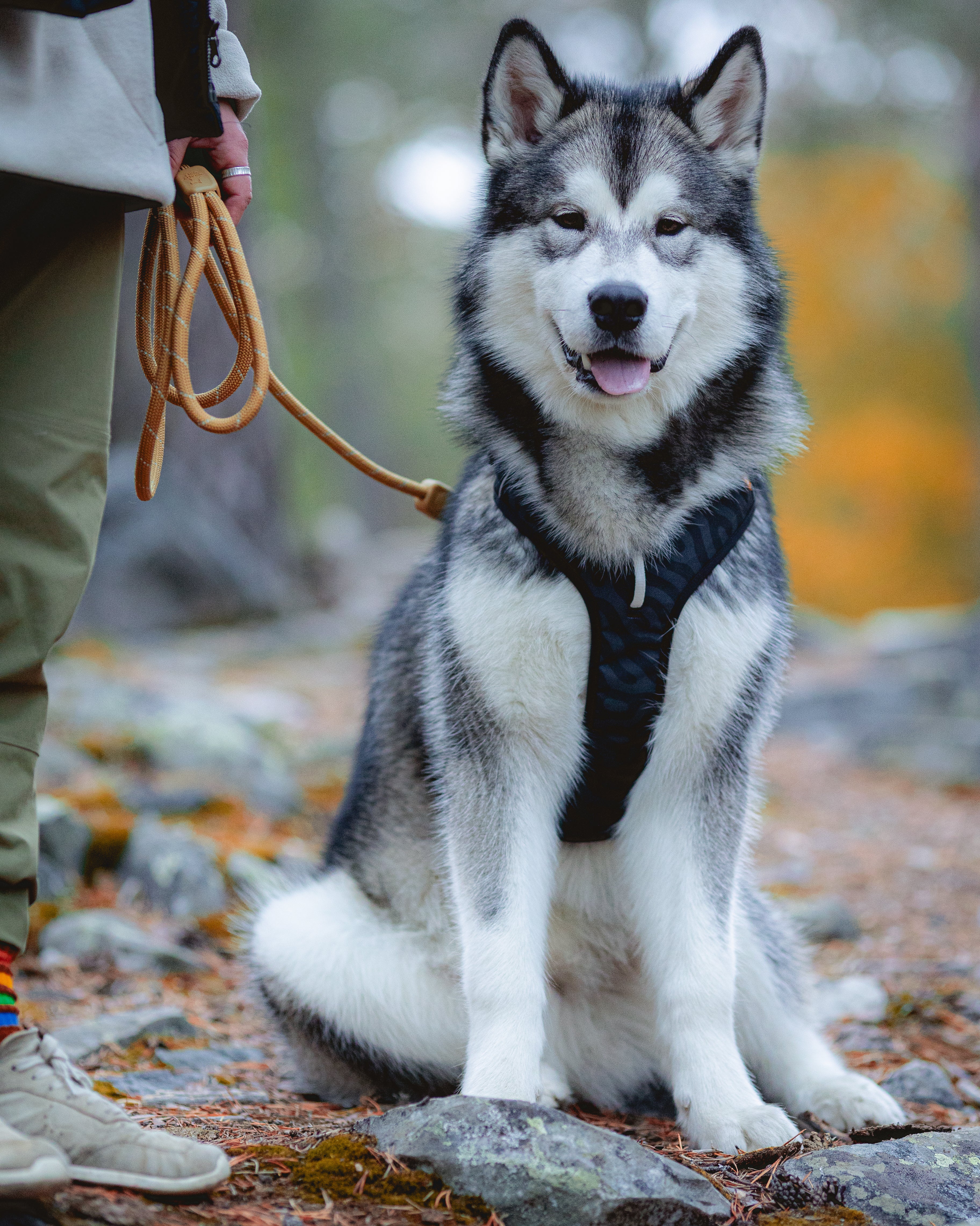 A large, fluffy Husky dog on a leash sits outdoors on a rocky forest path beside its owner.