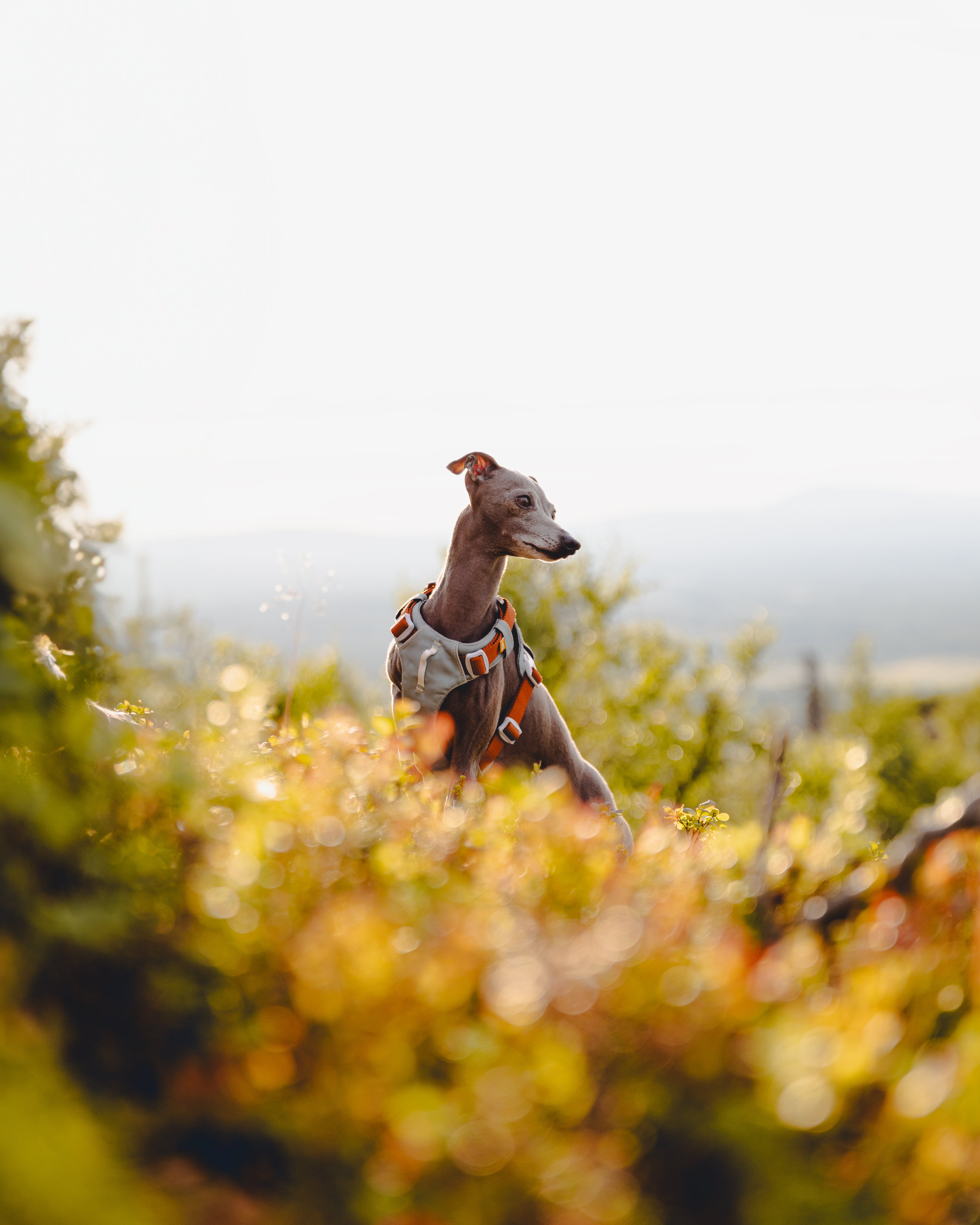 A slender dog wearing a harness stands among sunlit bushes, looking to the side outdoors.