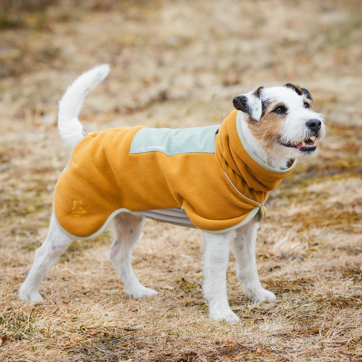 A Jack Russell Terrier wearing a two-tone mustard and light blue fleece dog coat.