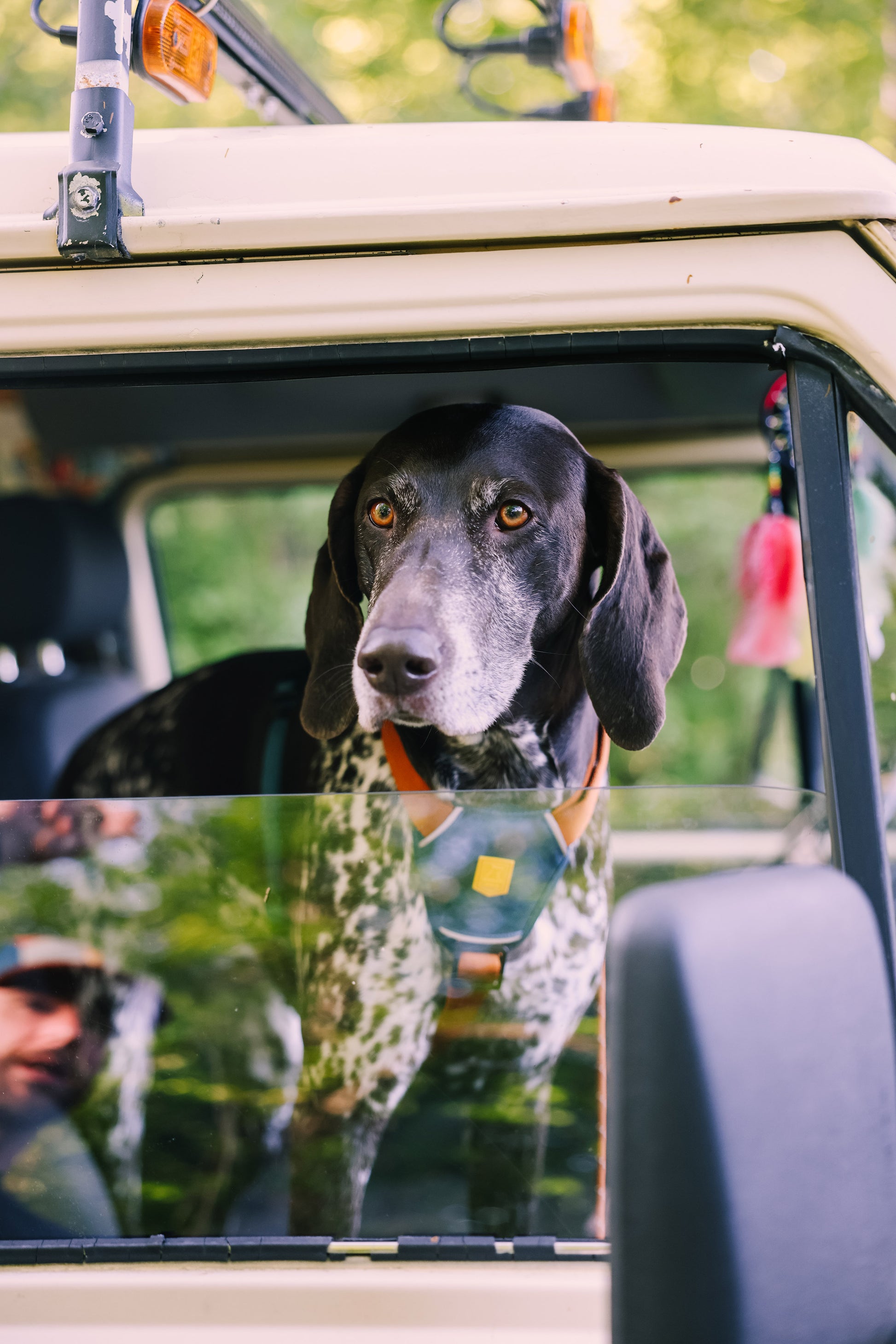 A black and white dog with a harness looks out of a car window, with trees reflected on the glass.