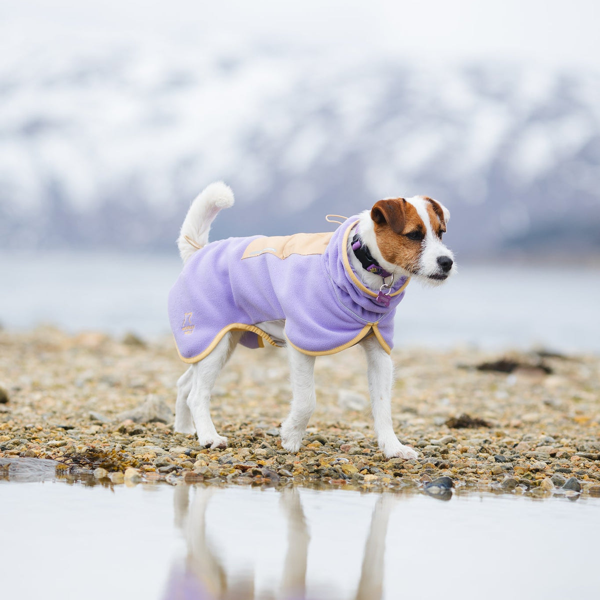 Small dog in a purple coat stands on rocky shore near water, with snowy mountains in the background.