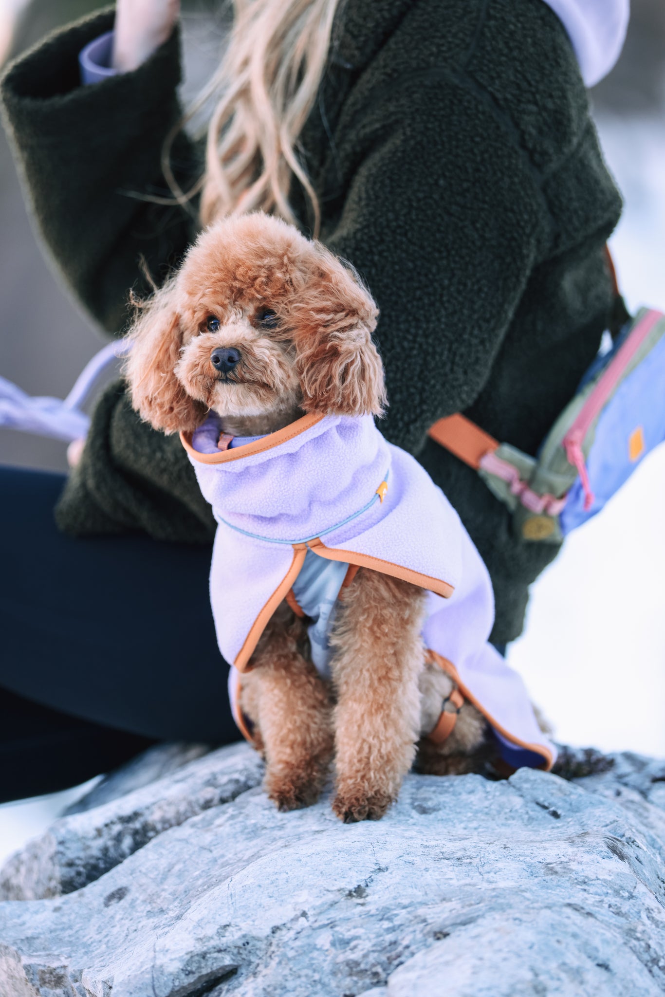 A small brown poodle wearing a light purple coat sits on a rock, with a person in a dark jacket and colorful bag partially visible behind it. Snow is on the ground in the background.