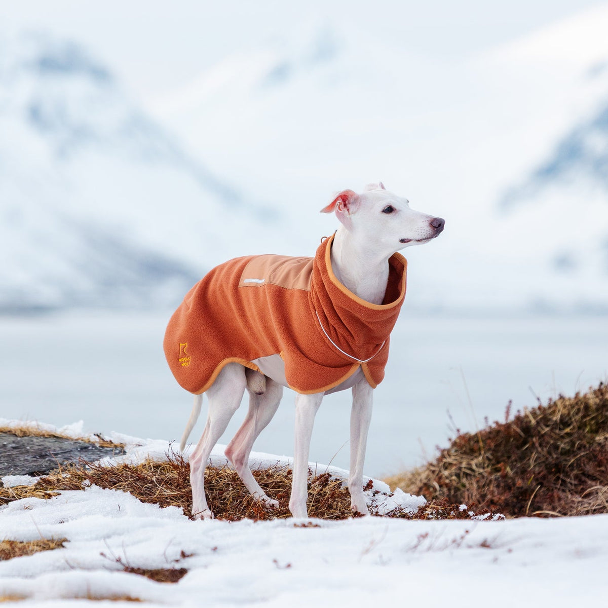 A white dog in an orange coat stands on snowy ground with mountains and water in the background.