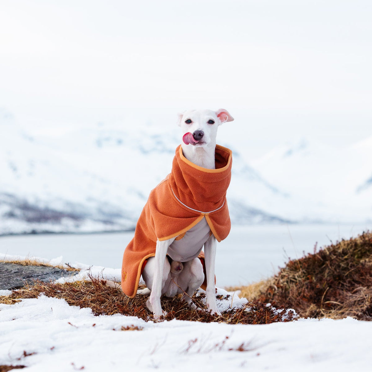 A white dog in an orange coat sits on snowy ground with mountains and water in the background.