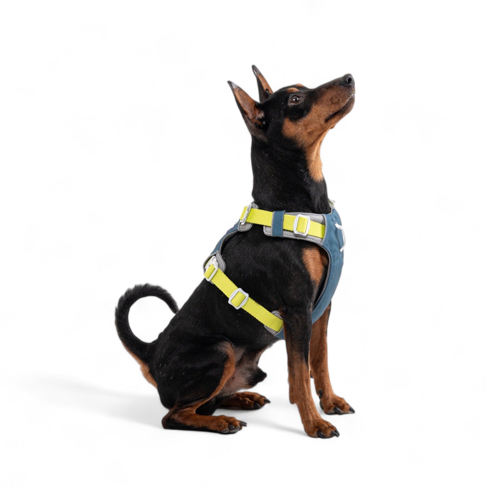 A Dog Wearing Alpha 360 Harness Deep Teal