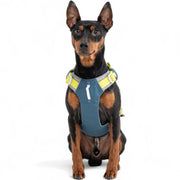 Alpha 360 Harness Deep Teal On A Dog