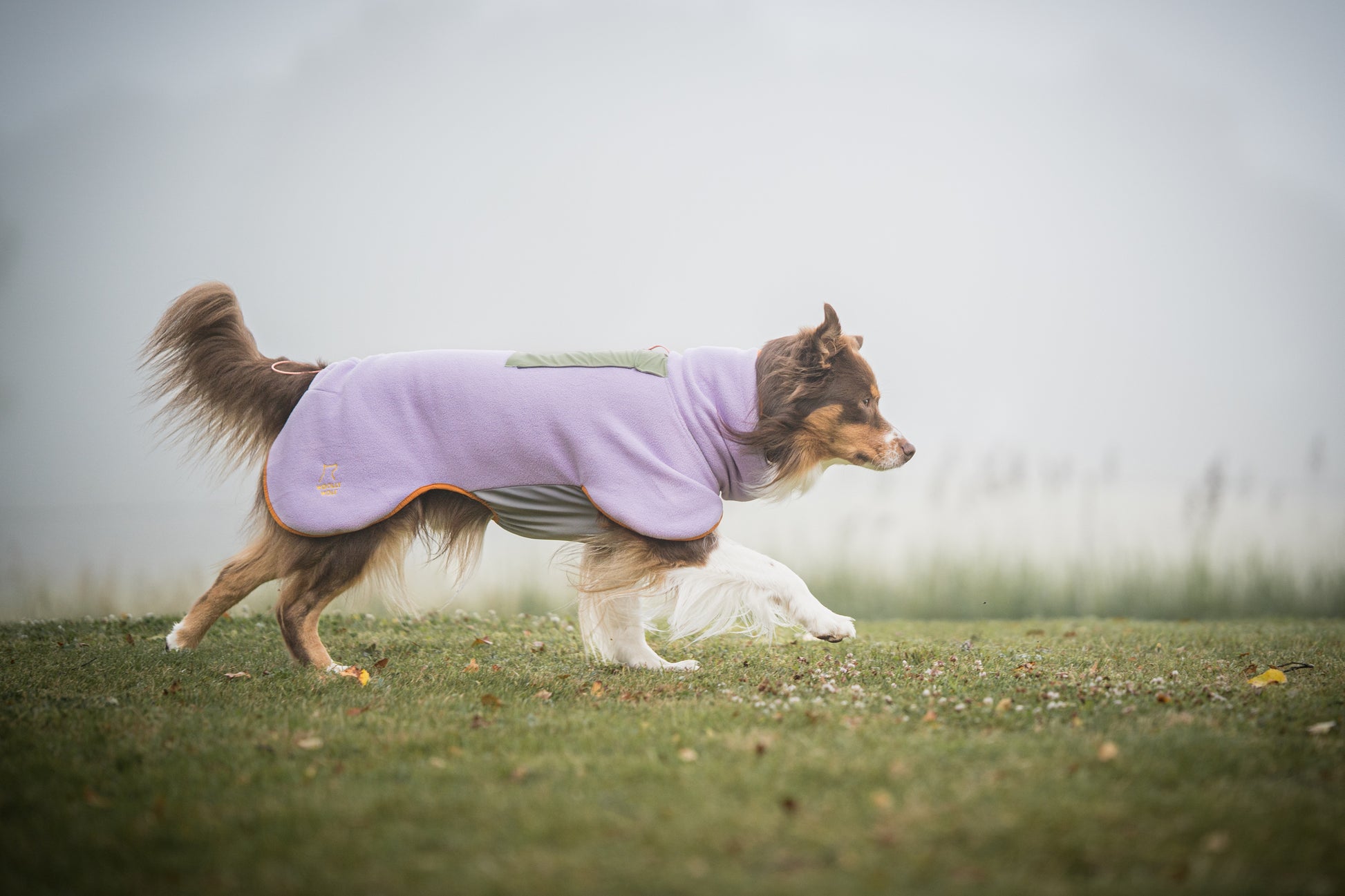 A brown and white dog in a purple coat walks on grass with a foggy background.
