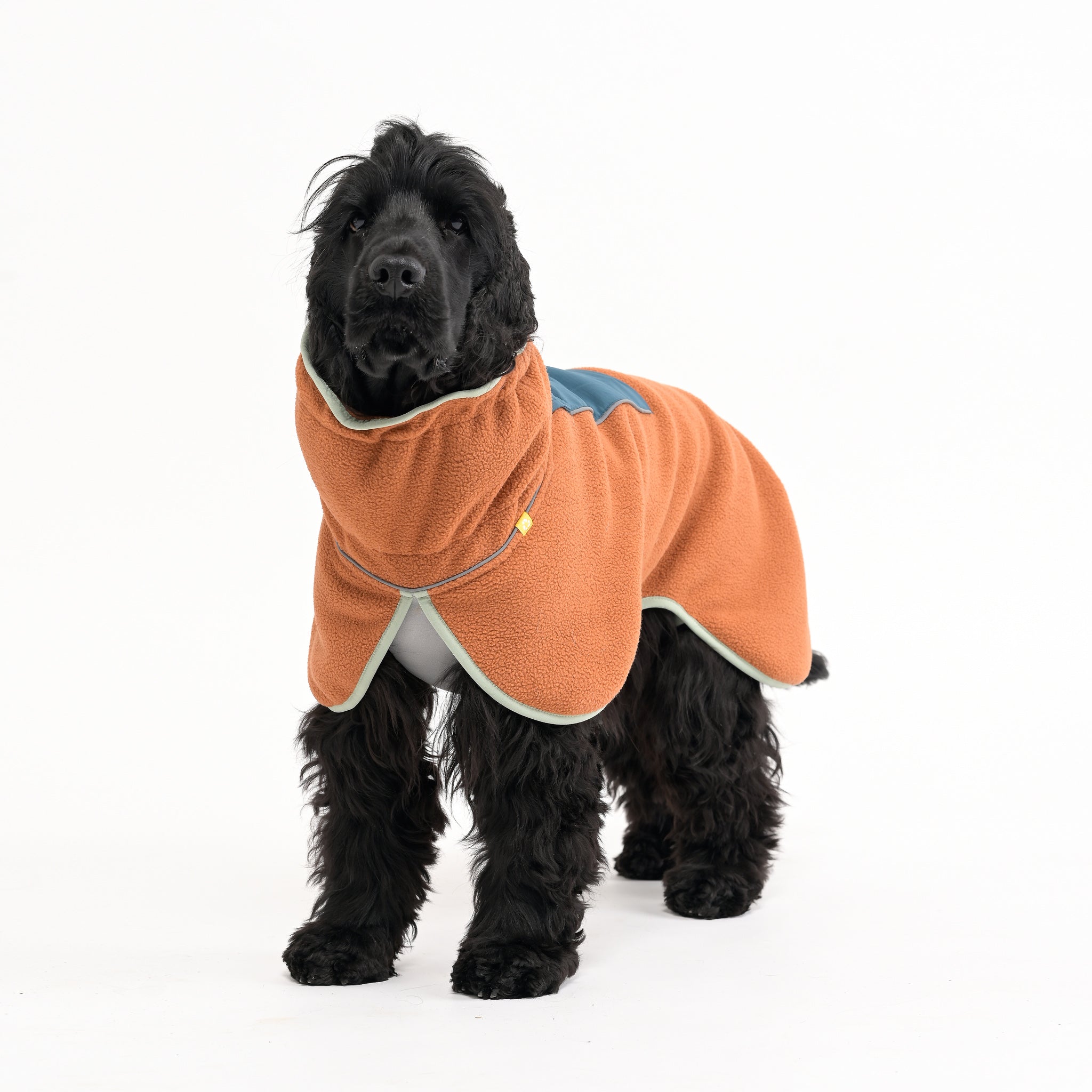 Black dog wearing an orange and blue coat against a plain white background.