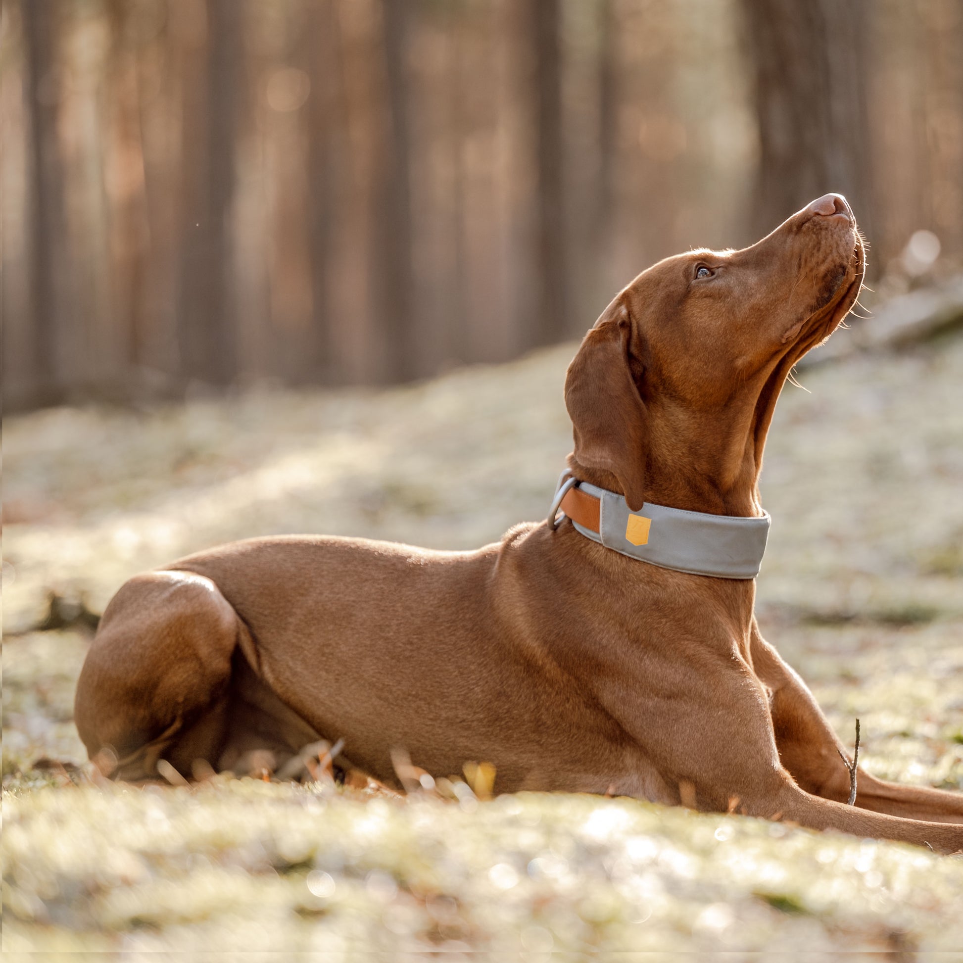 A brown dog with a gray collar lies on the ground in a sunlit forest, looking upwards.