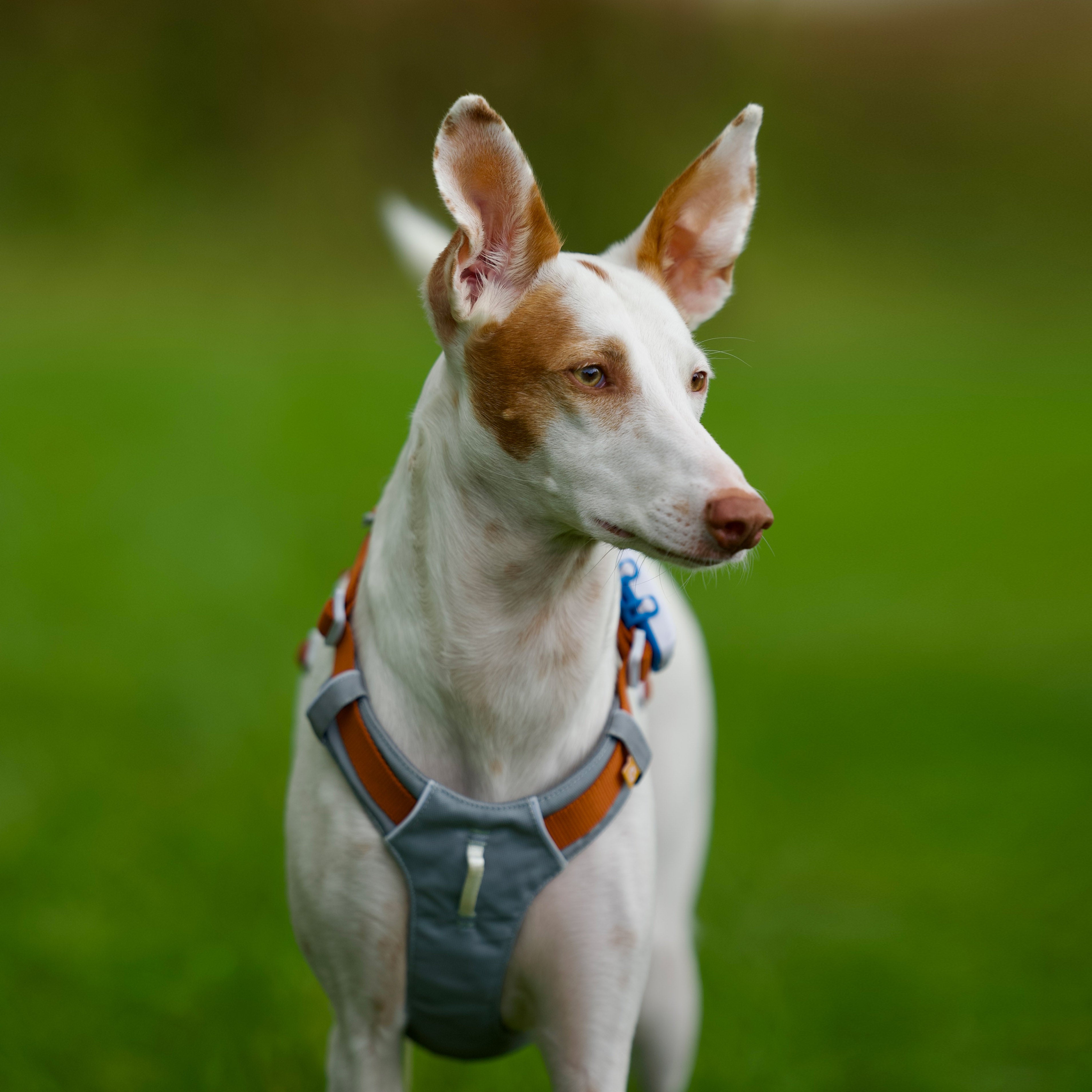 White dog with tan markings wearing a harness stands on green grass, looking alertly to the side.