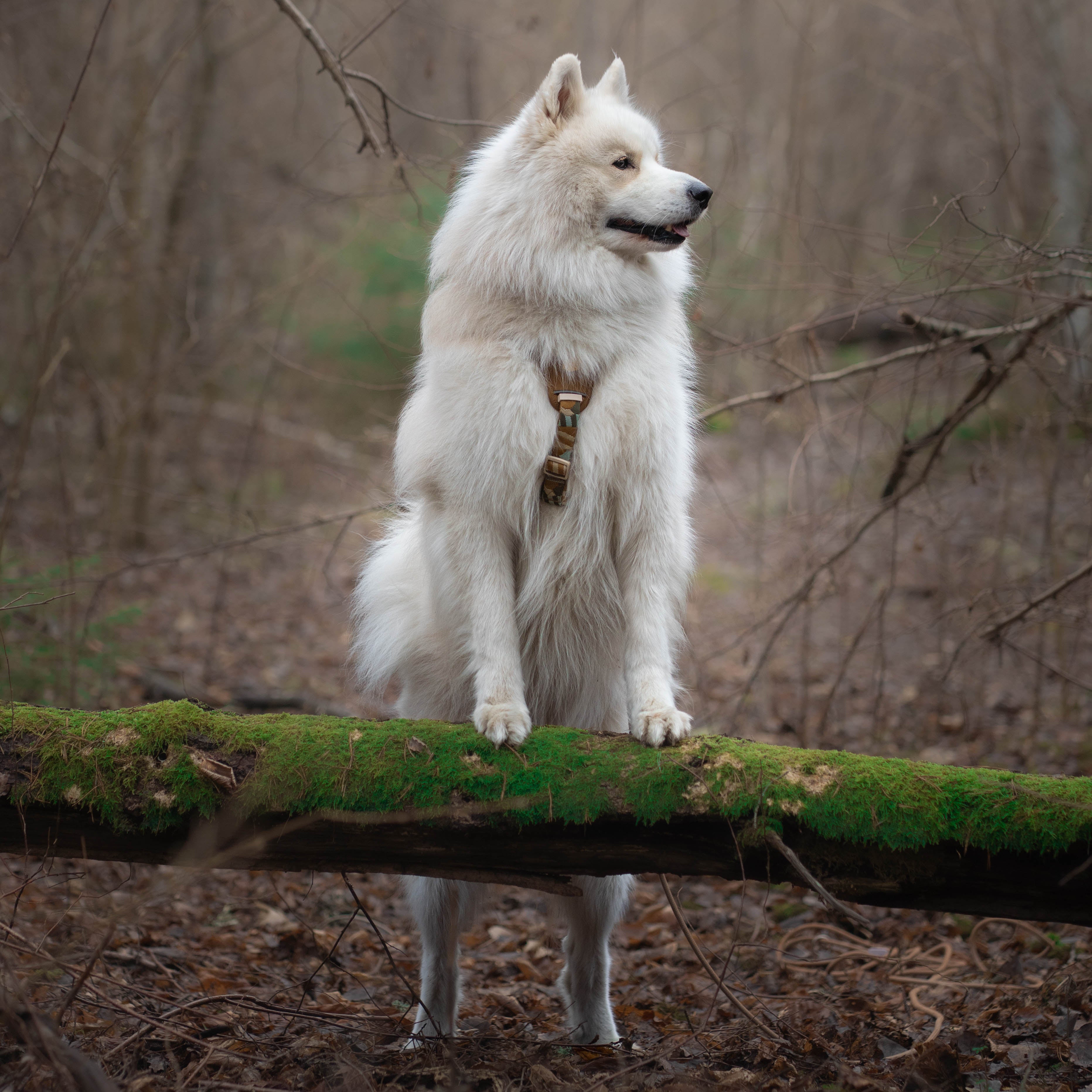 Woolly Wolf
