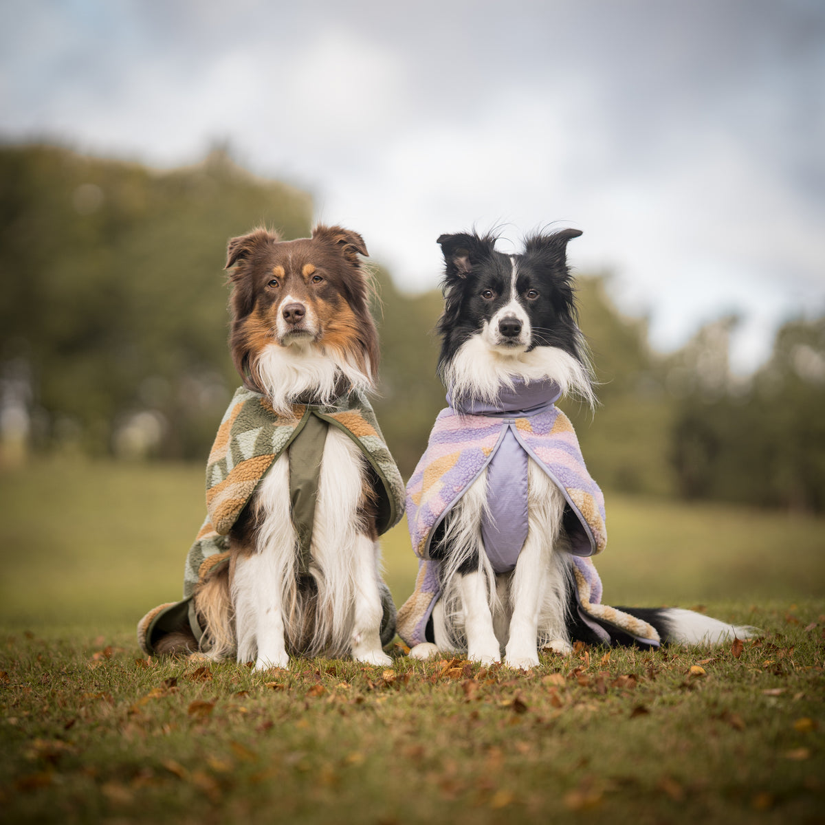 Two dogs sit side by side on grass, wrapped in blankets, with trees blurred in the background.