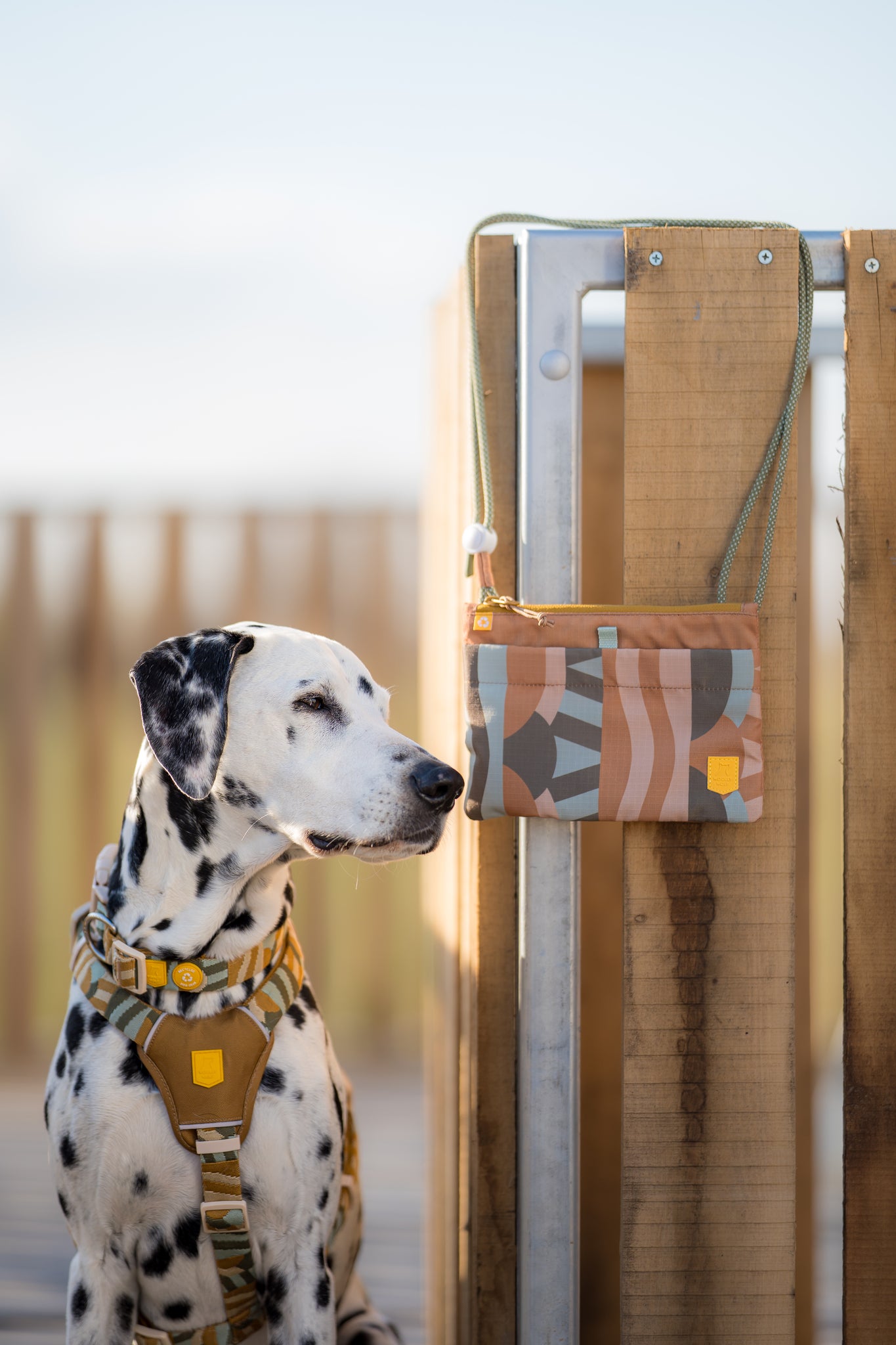 A Dalmatian wearing a tan harness sits by a fence with a colorful pouch hanging on it.