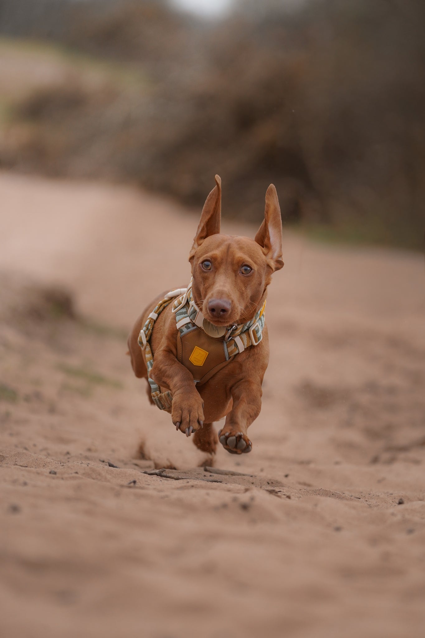 Brown dachshund wearing a harness runs energetically on a sandy path, ears flapping in the air.