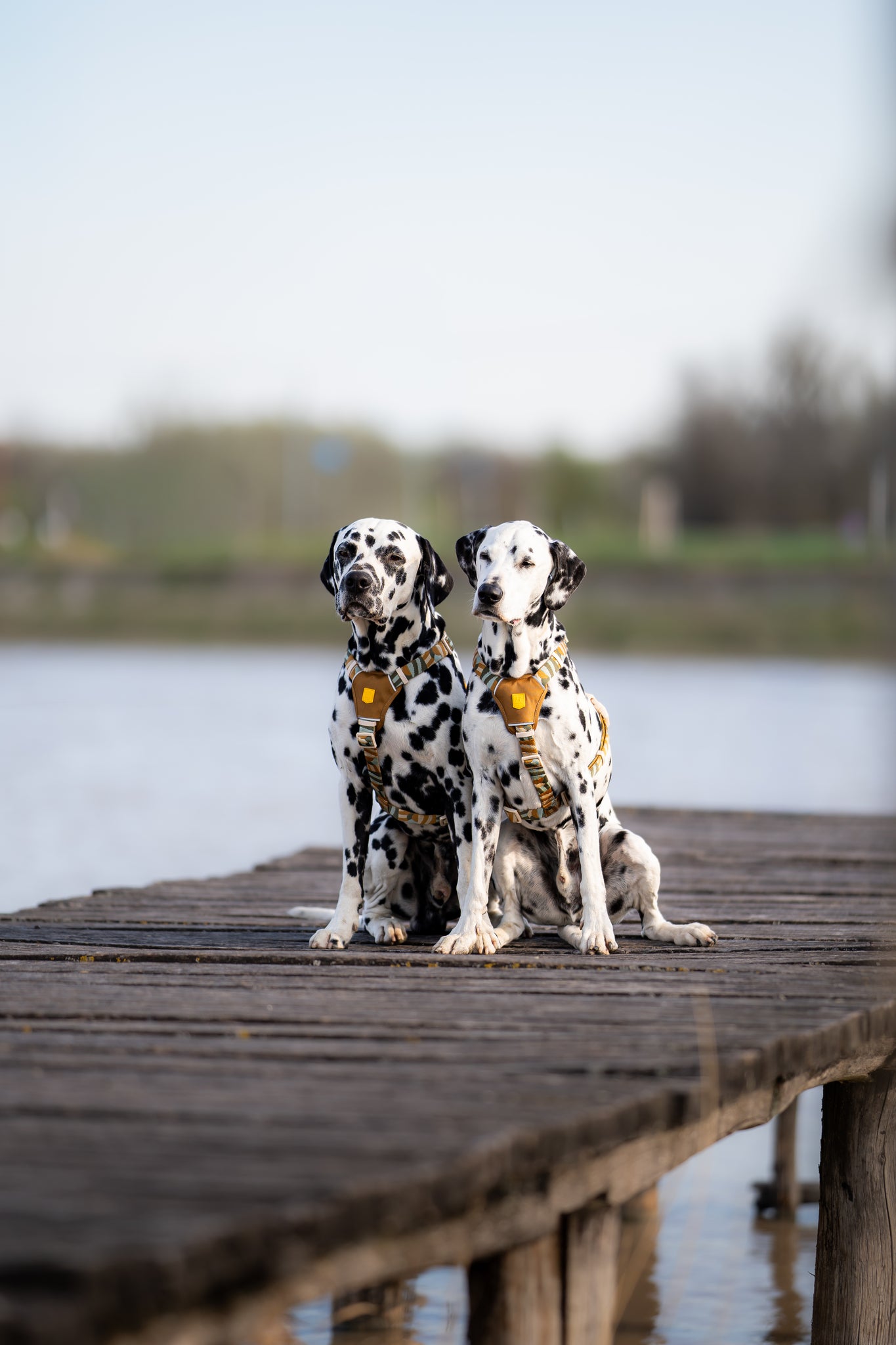 Two Dalmatians wearing yellow harnesses sit side by side on a wooden dock by the water.