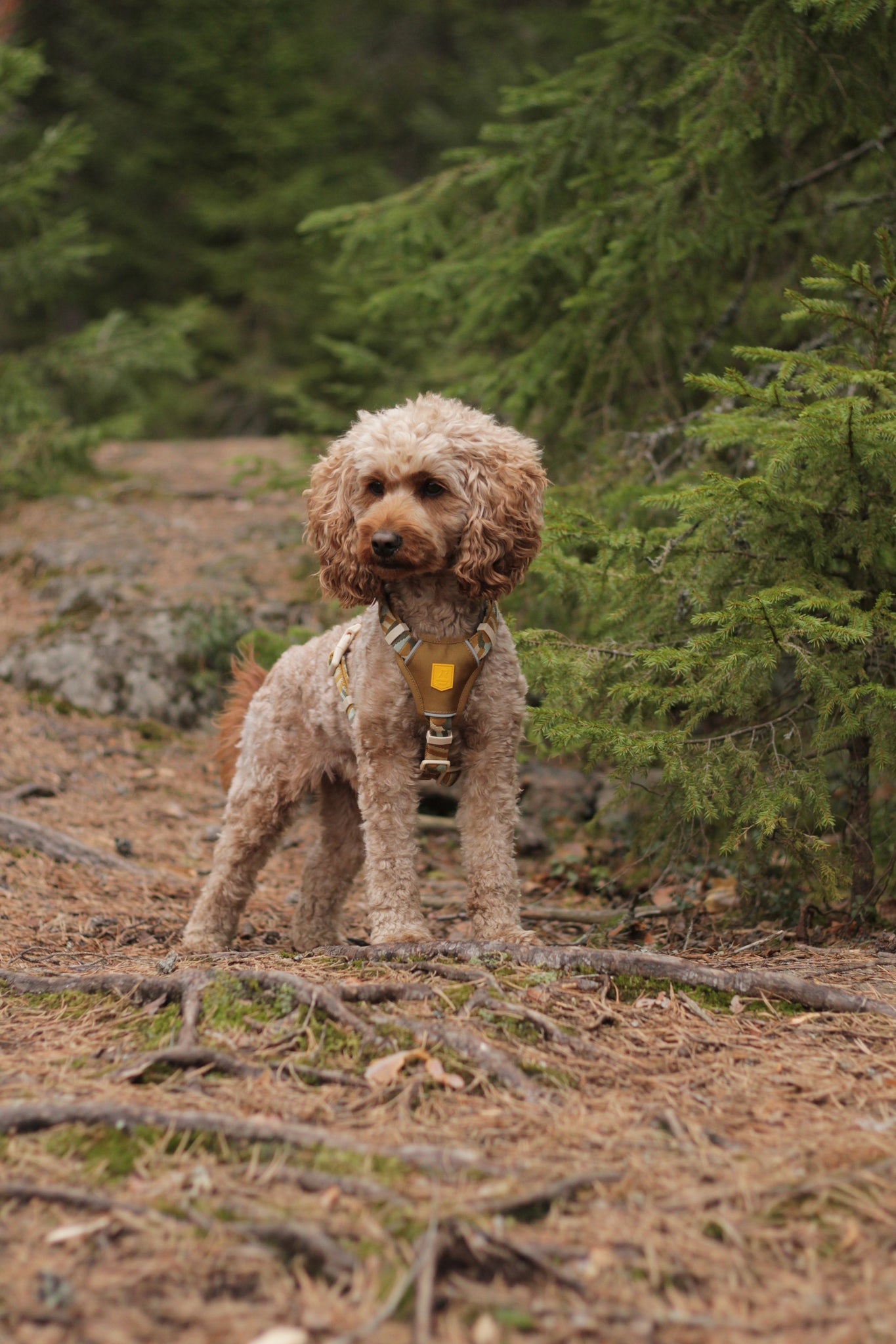 A curly-haired dog wearing a harness stands on a forest path surrounded by green pine trees.