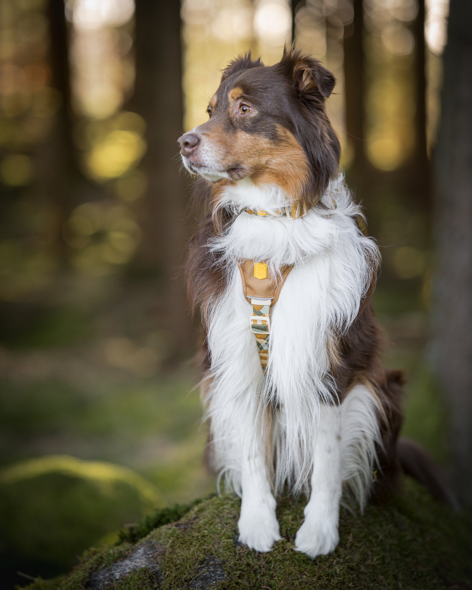 Brown and white dog with a harness sits on a mossy rock in a sunlit forest, looking to the side.