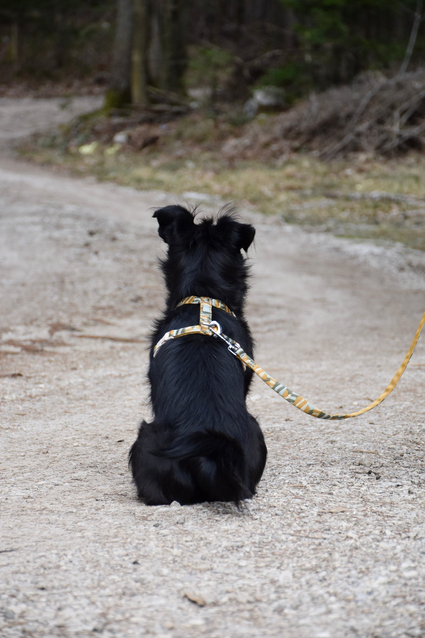 A black dog with a harness sits on a dirt path, facing away, looking toward the forest.
