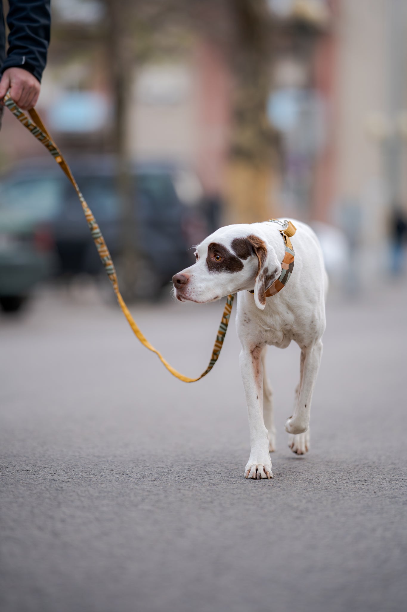 White dog with brown spots walking on a leash along a street, held by a person out of frame.