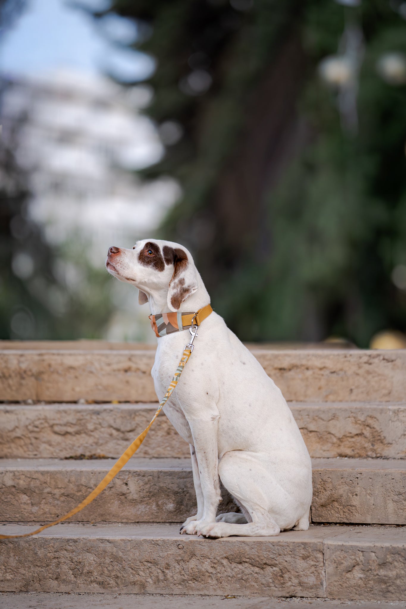 A white dog with brown spots sits on stone steps, wearing a collar and a yellow leash, looking upward.