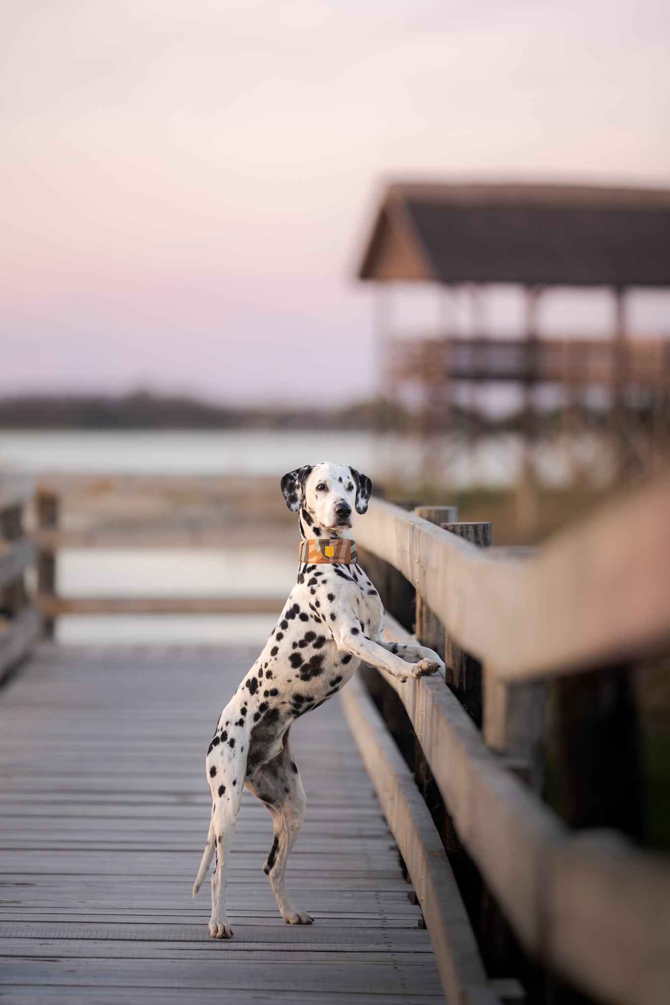 Dalmatian standing on hind legs with front paws on a wooden railing, on a boardwalk at sunset.