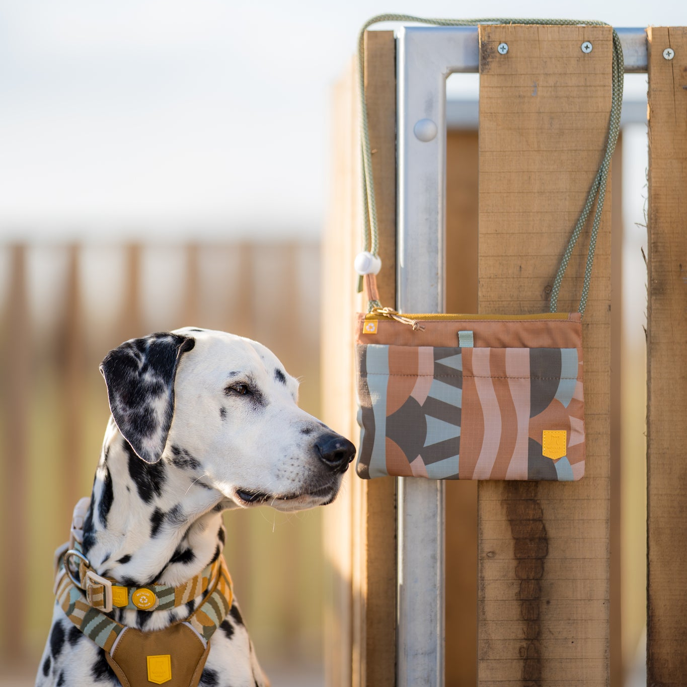 Dalmatian dog wearing a harness sits beside a patterned bag hanging on a wooden fence outdoors.