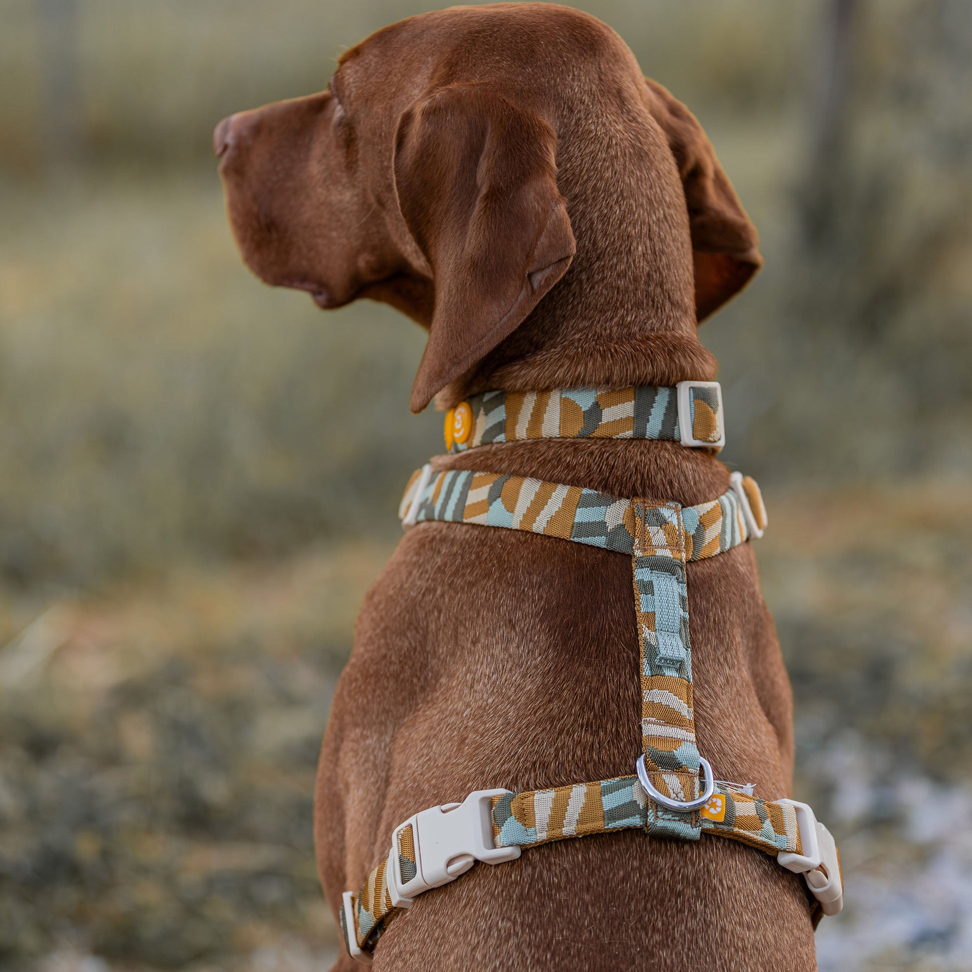 Brown dog wearing a patterned harness and collar, sitting outdoors and facing away from the camera.