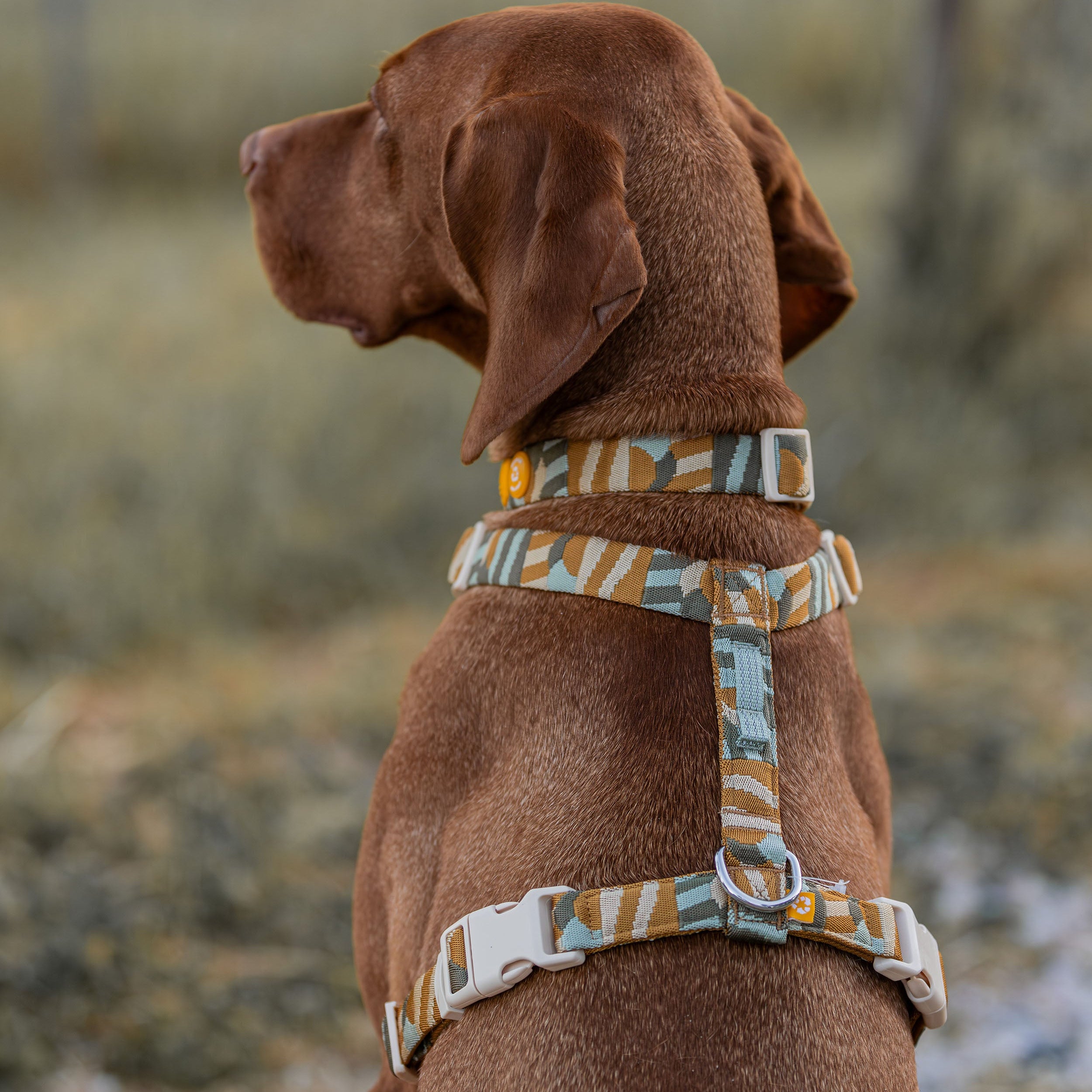 Brown dog wearing a patterned harness and collar, sitting outdoors and facing away from the camera.