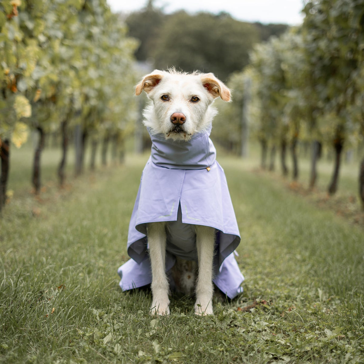 A dog in a light purple raincoat sits on grass between rows of vineyard plants.