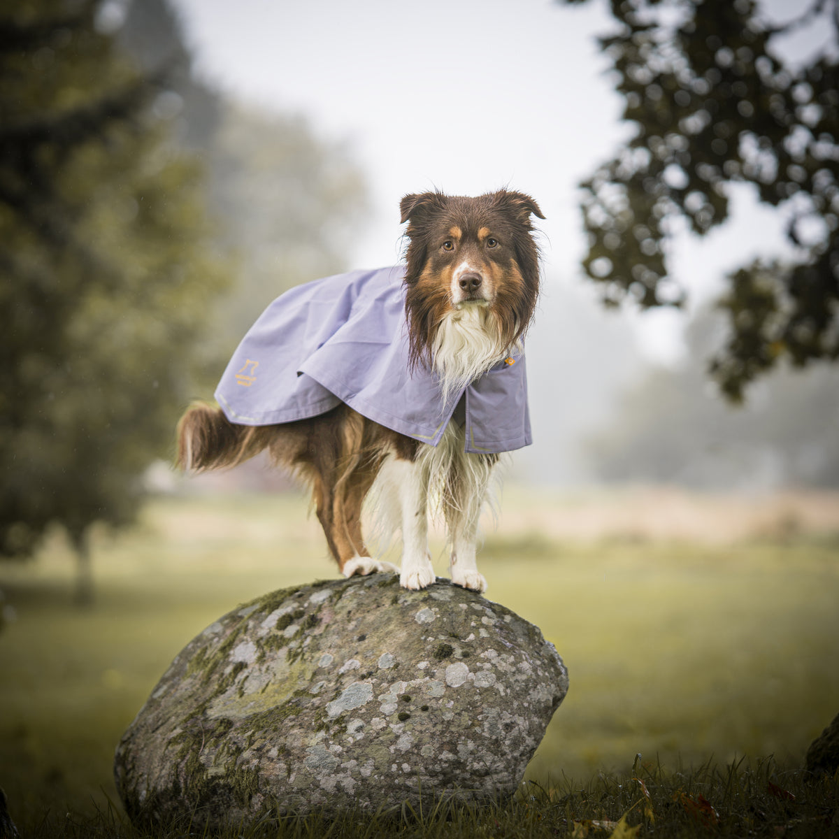 A brown and white dog wearing a purple raincoat stands on a large rock in a grassy field.