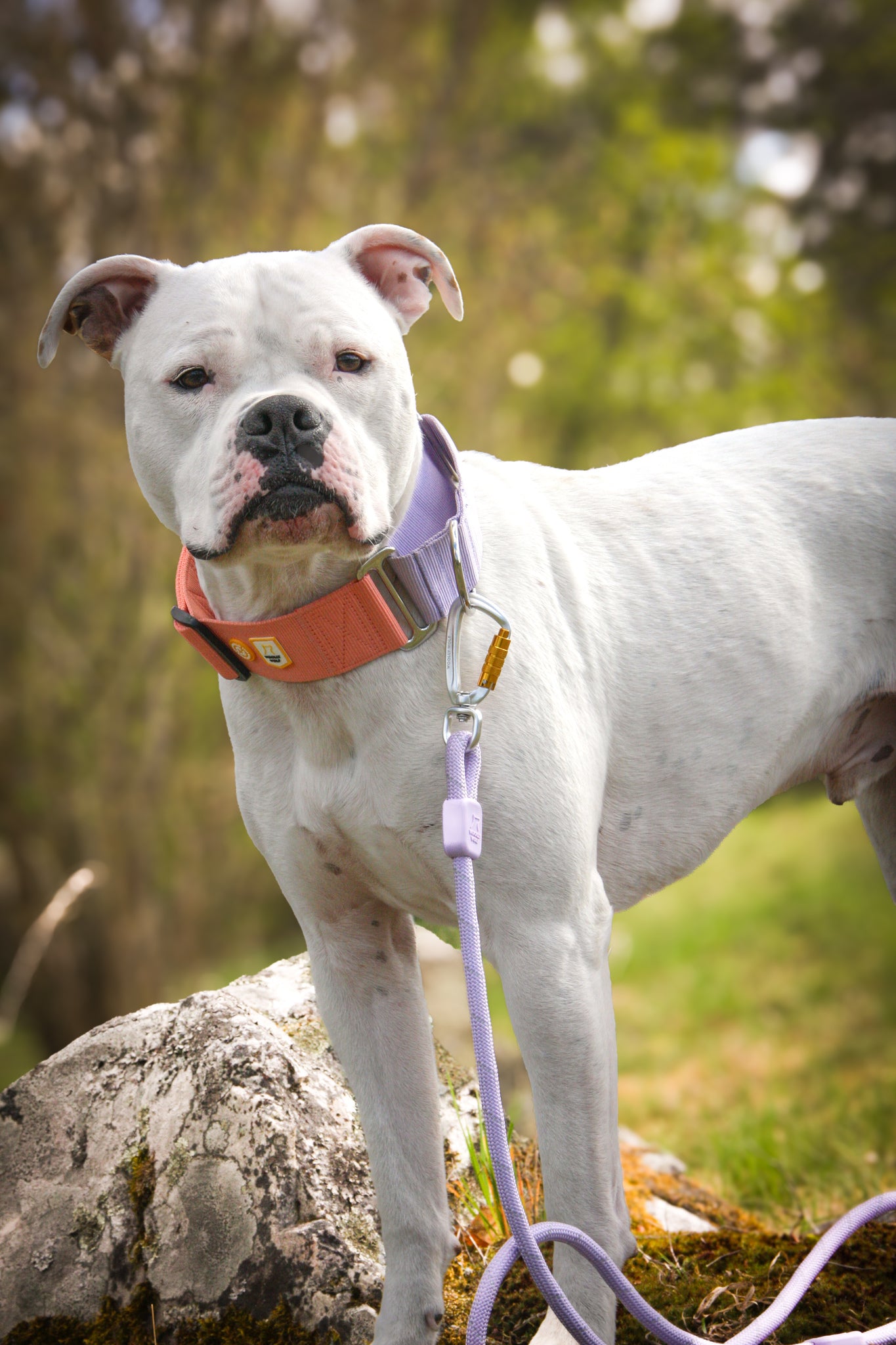 A white dog with a light purple leash and a wide orange collar stands on a rock outdoors, looking attentively at the camera with trees and grass in the background.
