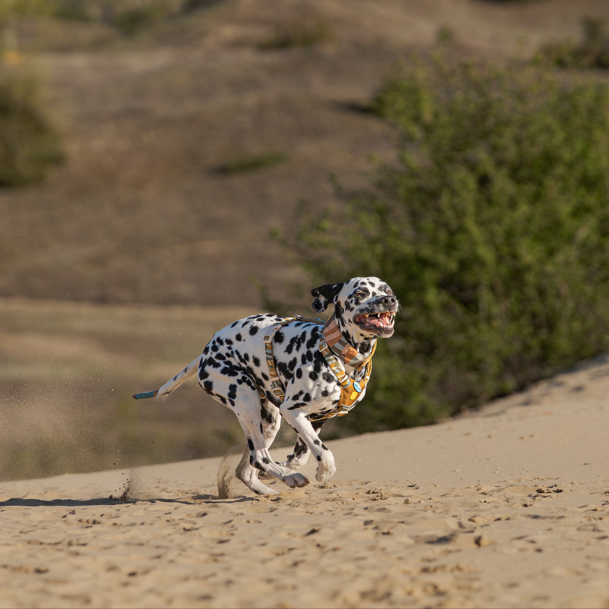 A Dalmatian dog runs joyfully across sandy terrain with green bushes in the background.