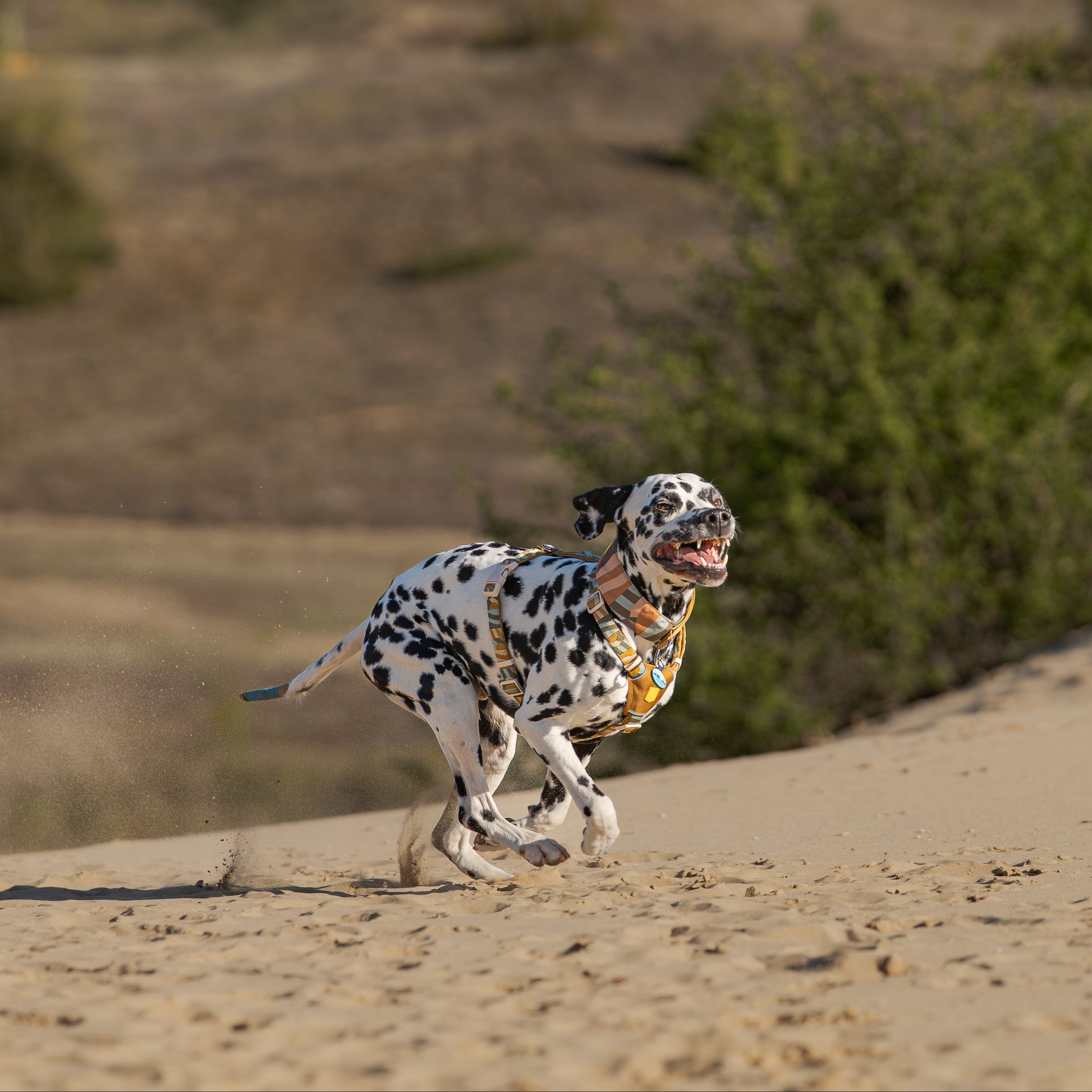 Dalmatian dog running energetically down a sandy hill with a blurred background of shrubs and dry terrain.