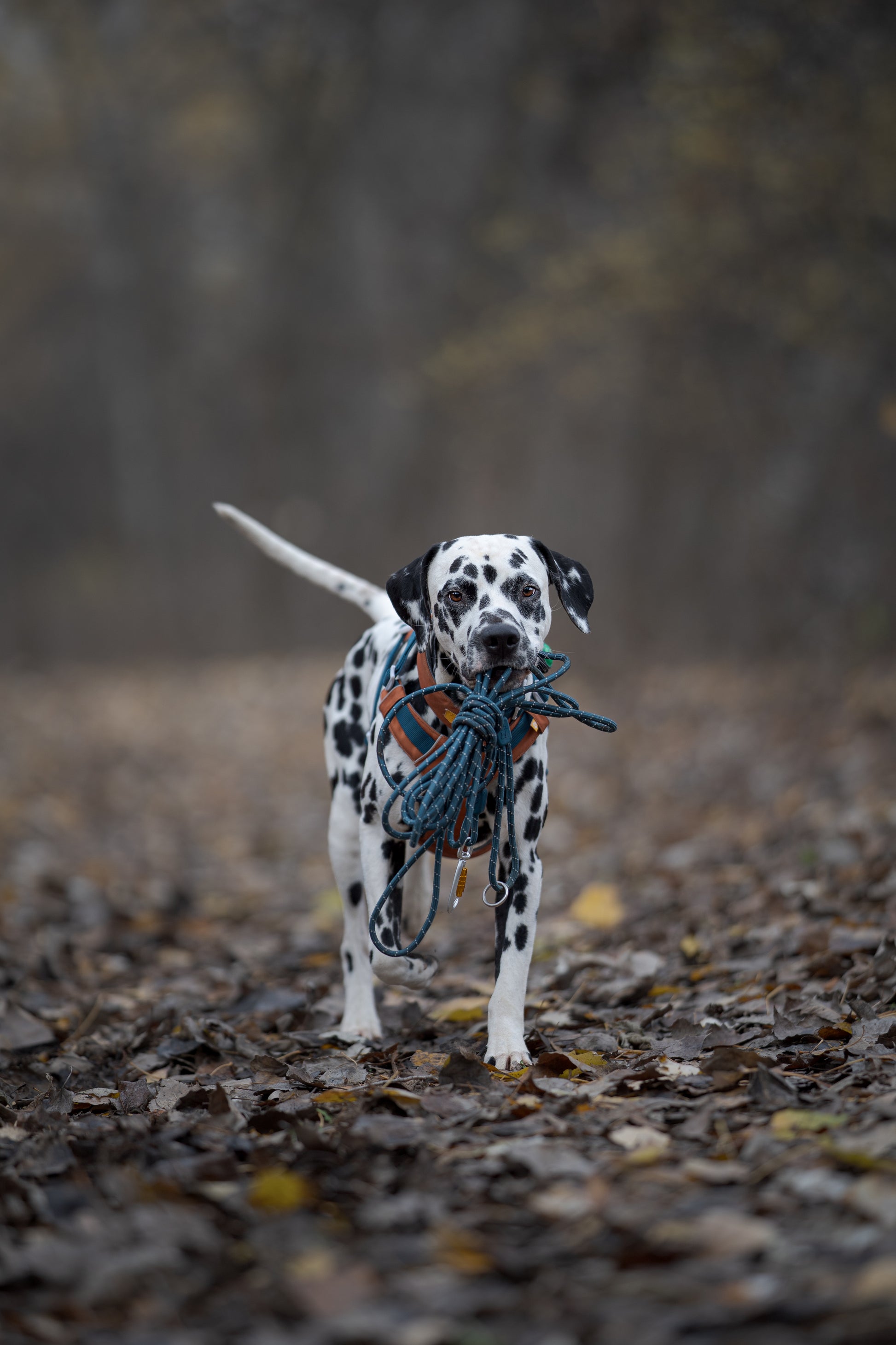 Dalmatian dog standing on a leaf-covered path, holding a blue leash in its mouth, in a forest setting.